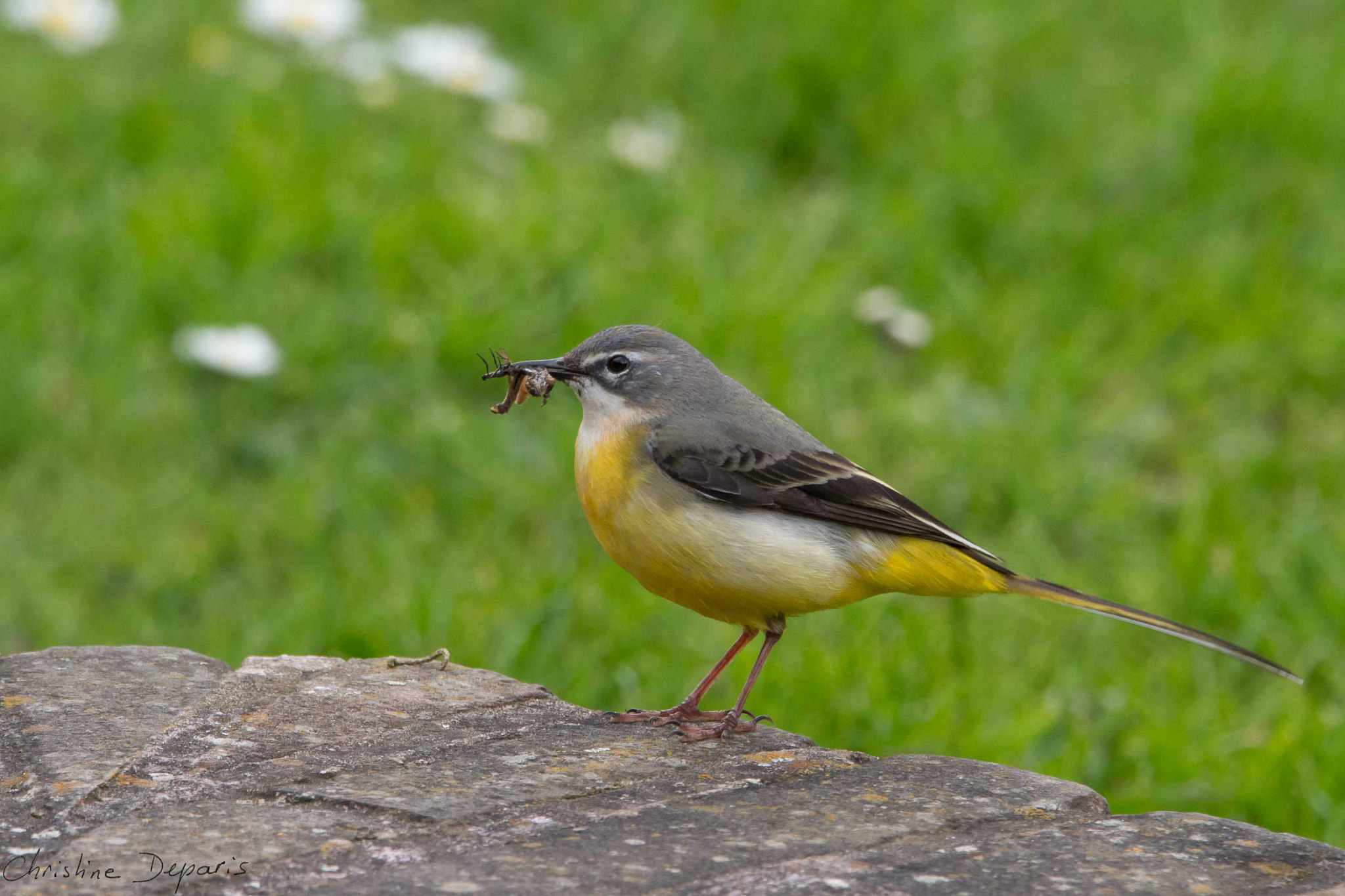 Sigma 150-600mm F5-6.3 DG OS HSM | C sample photo. Grey wagtail photography
