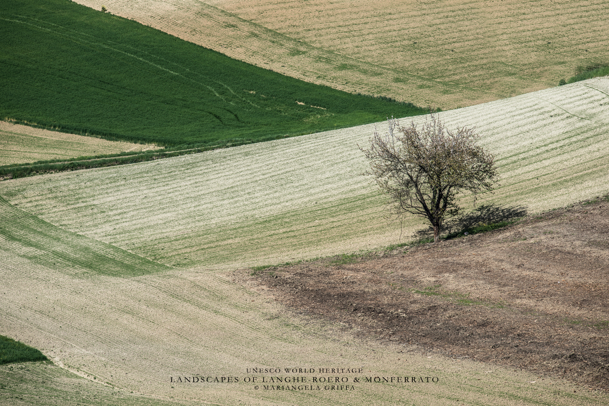 Nikon Nikkor AF-S 300mm F4E PF ED VR sample photo. Monferrato photography
