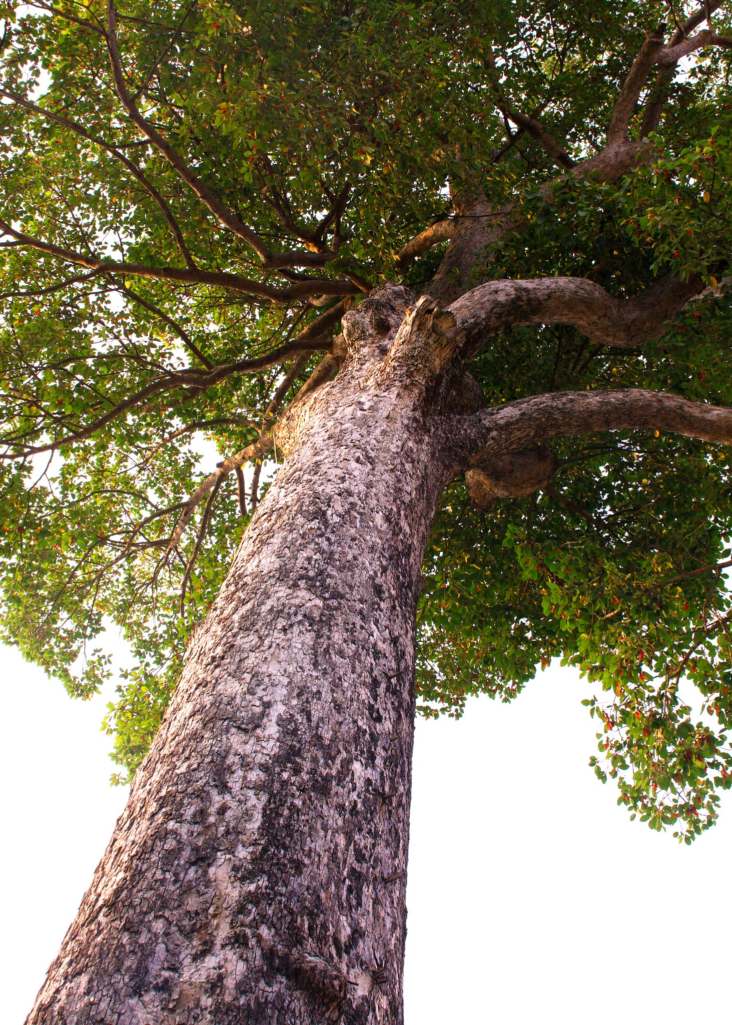 Canon EOS 50D + Sigma 24-70mm F2.8 EX DG Macro sample photo. Temple tree photography