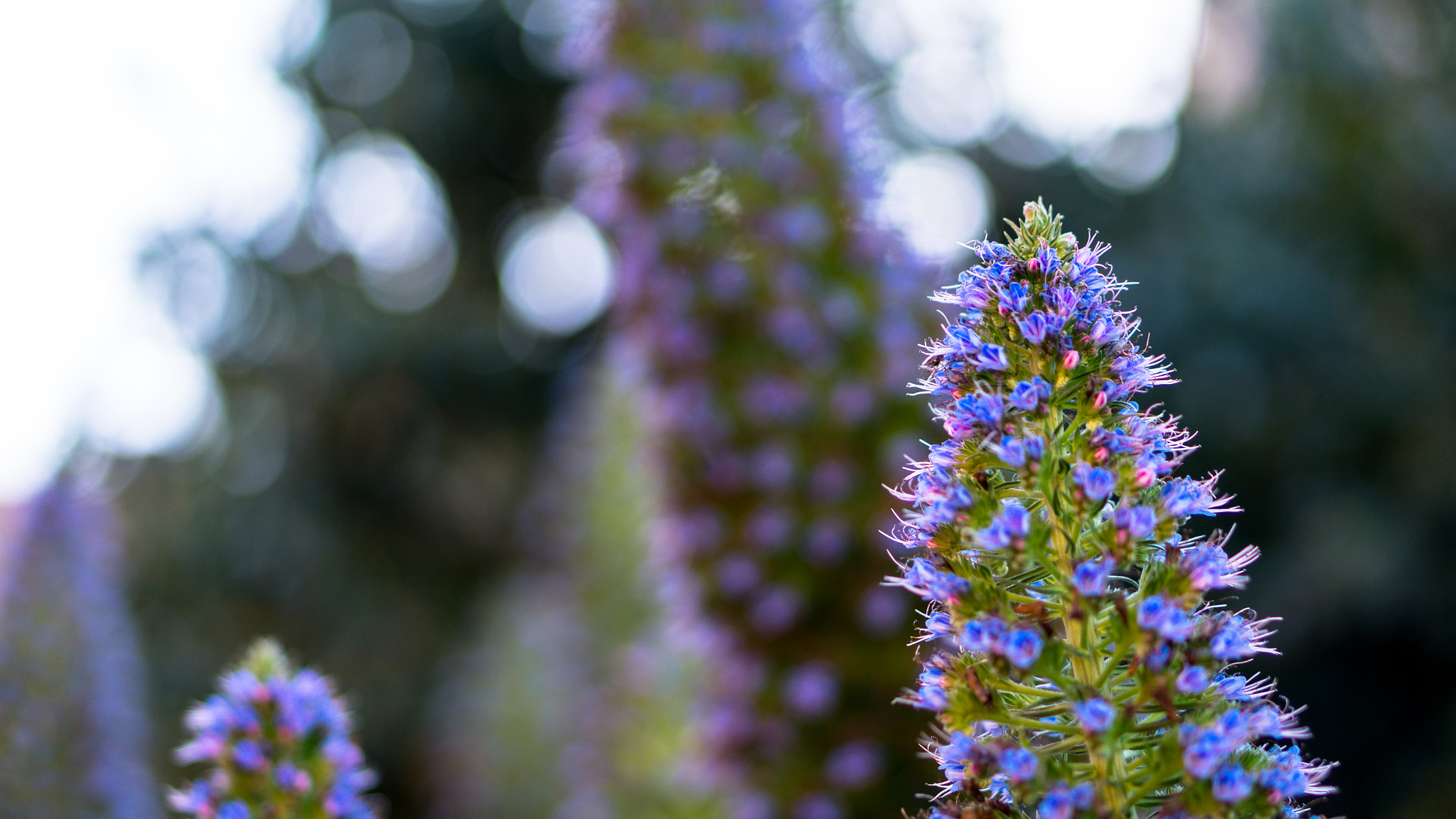Sony Alpha a5000 (ILCE 5000) + E 50mm F1.8 OSS sample photo. Purple flower photography