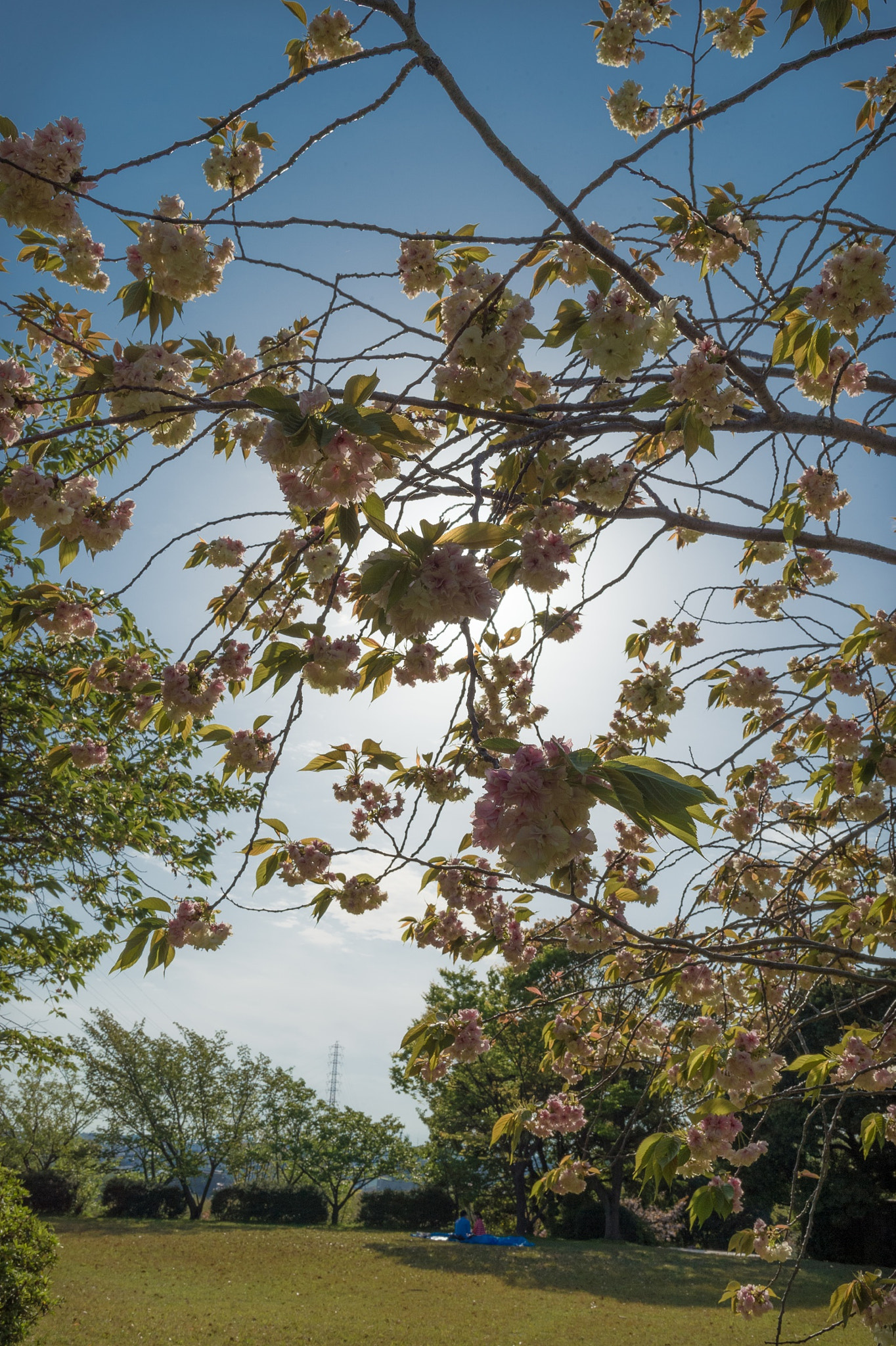 Nikon Df sample photo