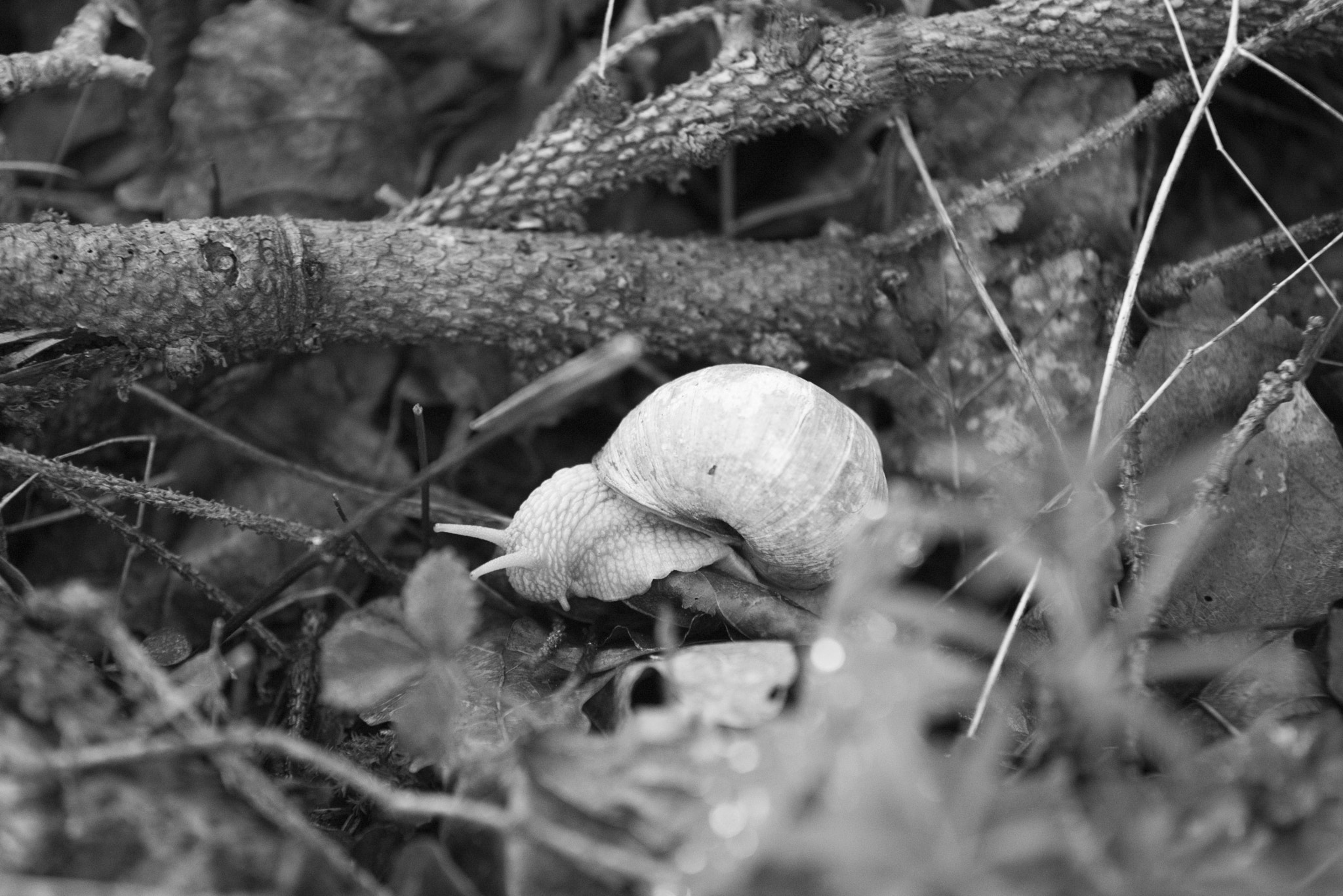 Sigma 70-200mm F2.8 EX DG Macro HSM II sample photo. Schnecke photography