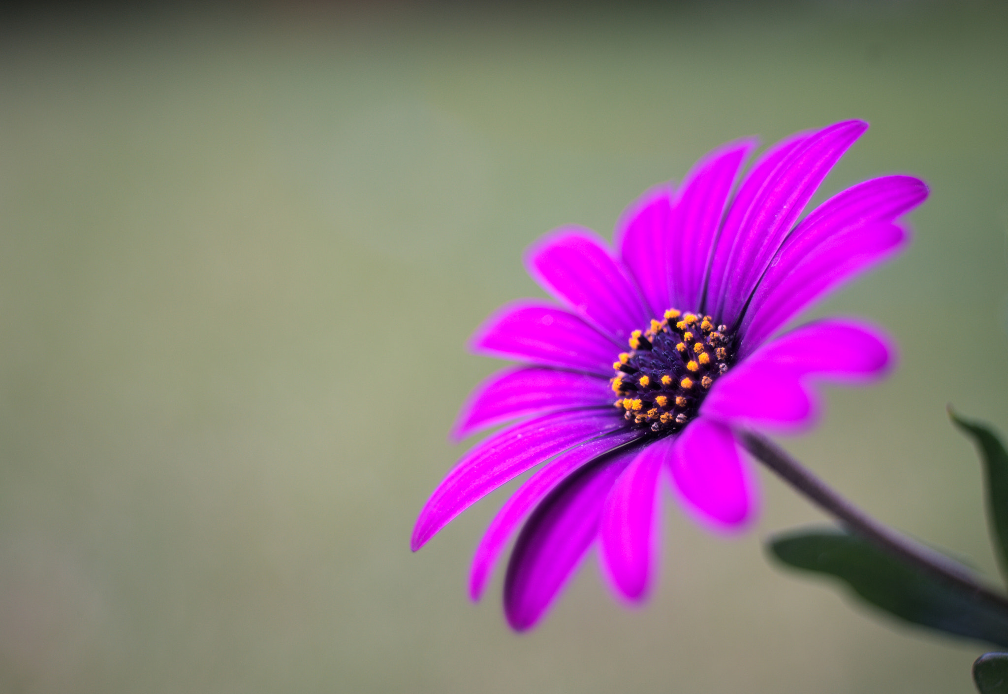 Nikon D700 + Manual Lens No CPU sample photo. Flower photography