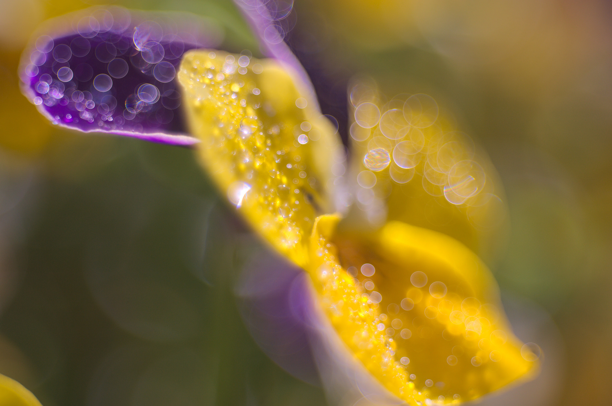 Manual Lens No CPU sample photo. Flower photography