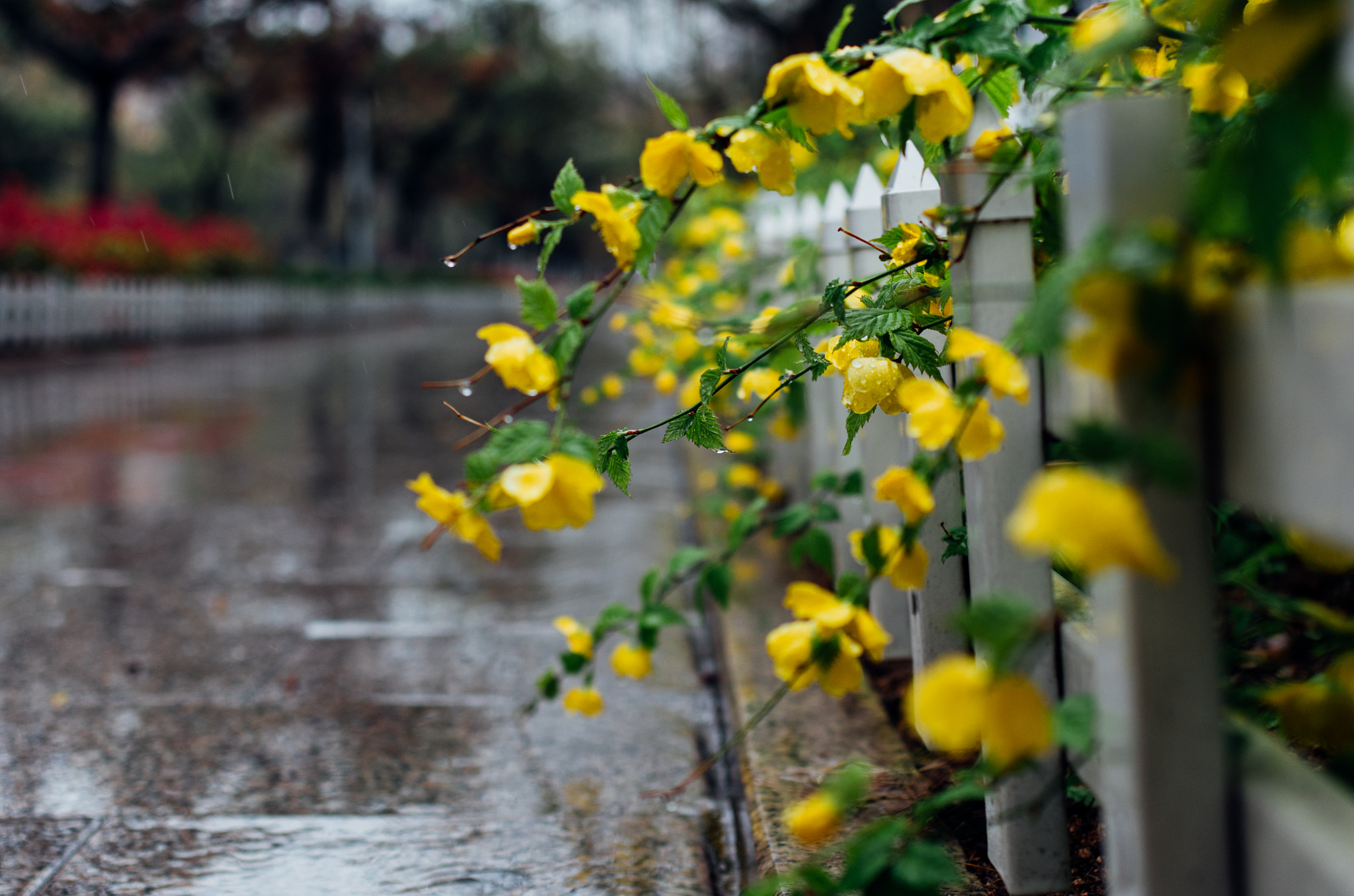 Pentax K-5 IIs sample photo. Bala5109.jpg photography