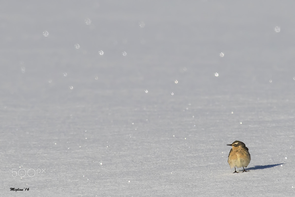 Canon EF 300mm f/2.8L + 1.4x sample photo. Solitude photography