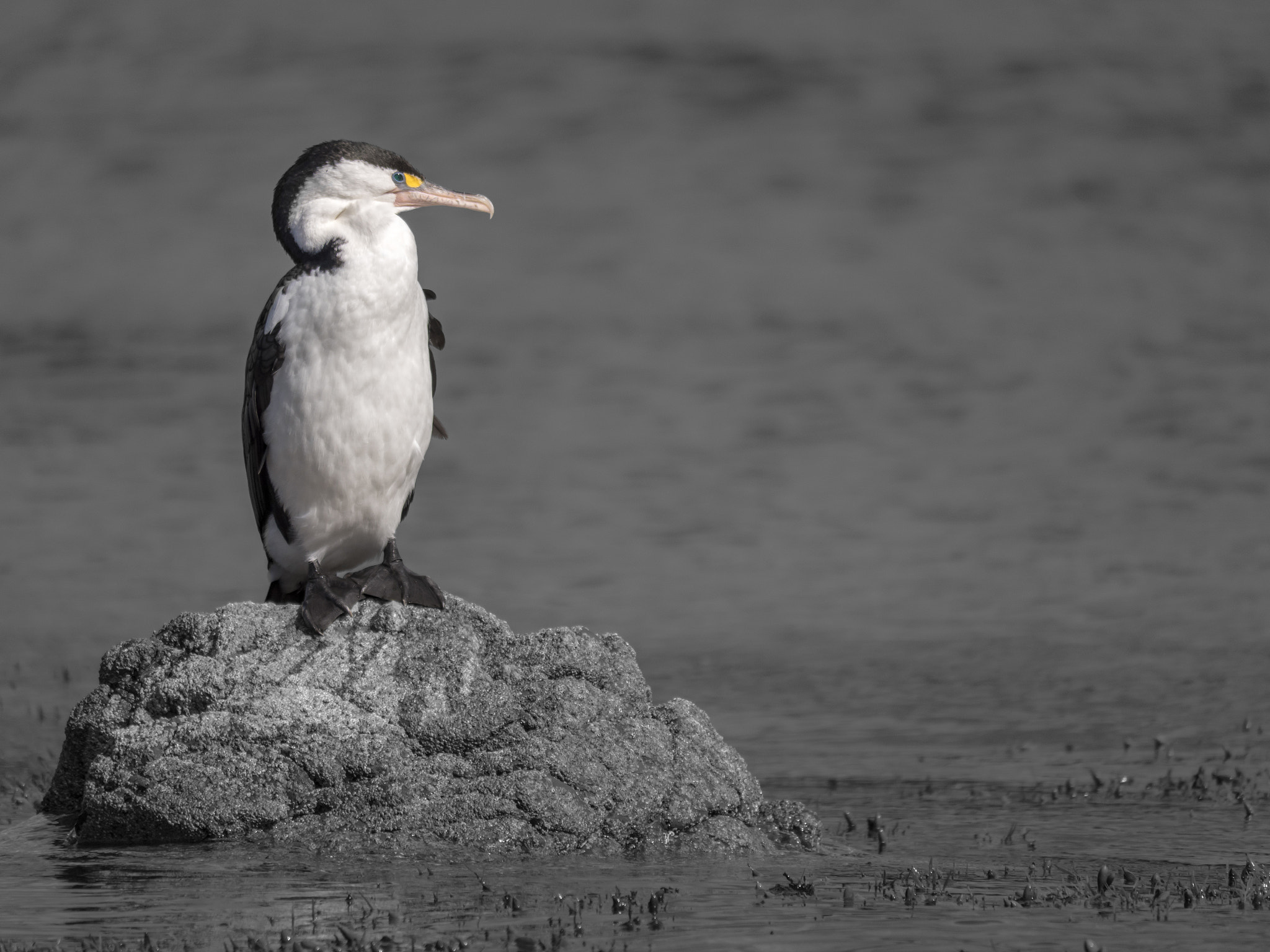 Panasonic Lumix DMC-GX8 sample photo. Shag photography