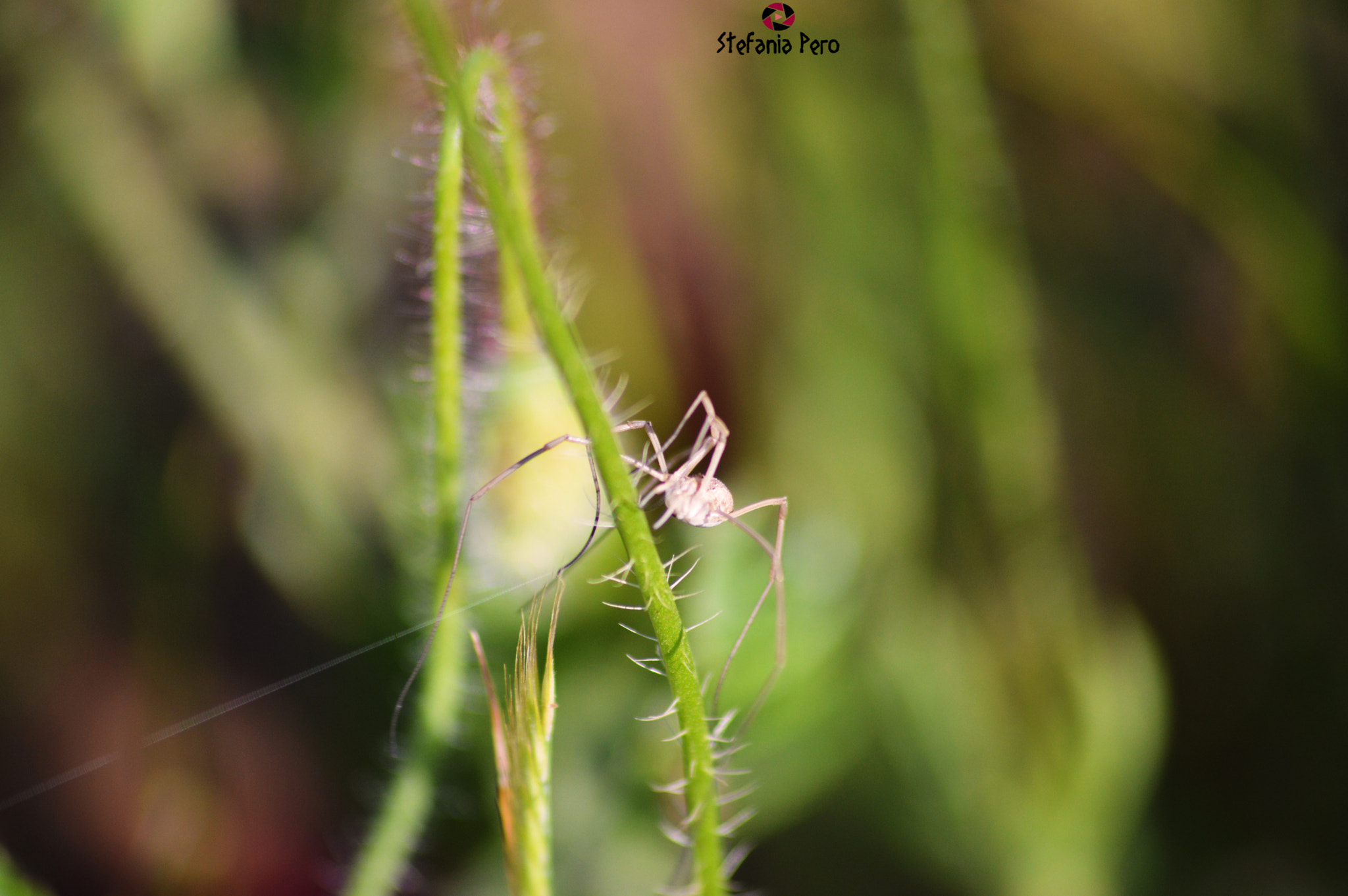 Nikon D3200 + Nikkor 45mm f/2.8 P sample photo. Spider of spring.... photography