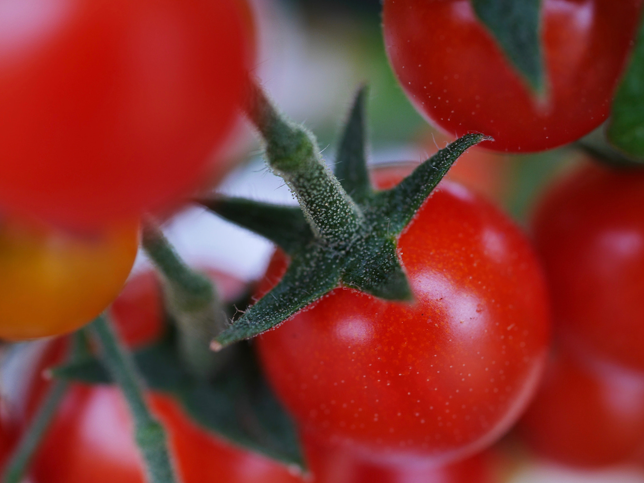 Panasonic Lumix G Macro 30mm F2.8 ASPH Mega OIS sample photo. Sweet red photography