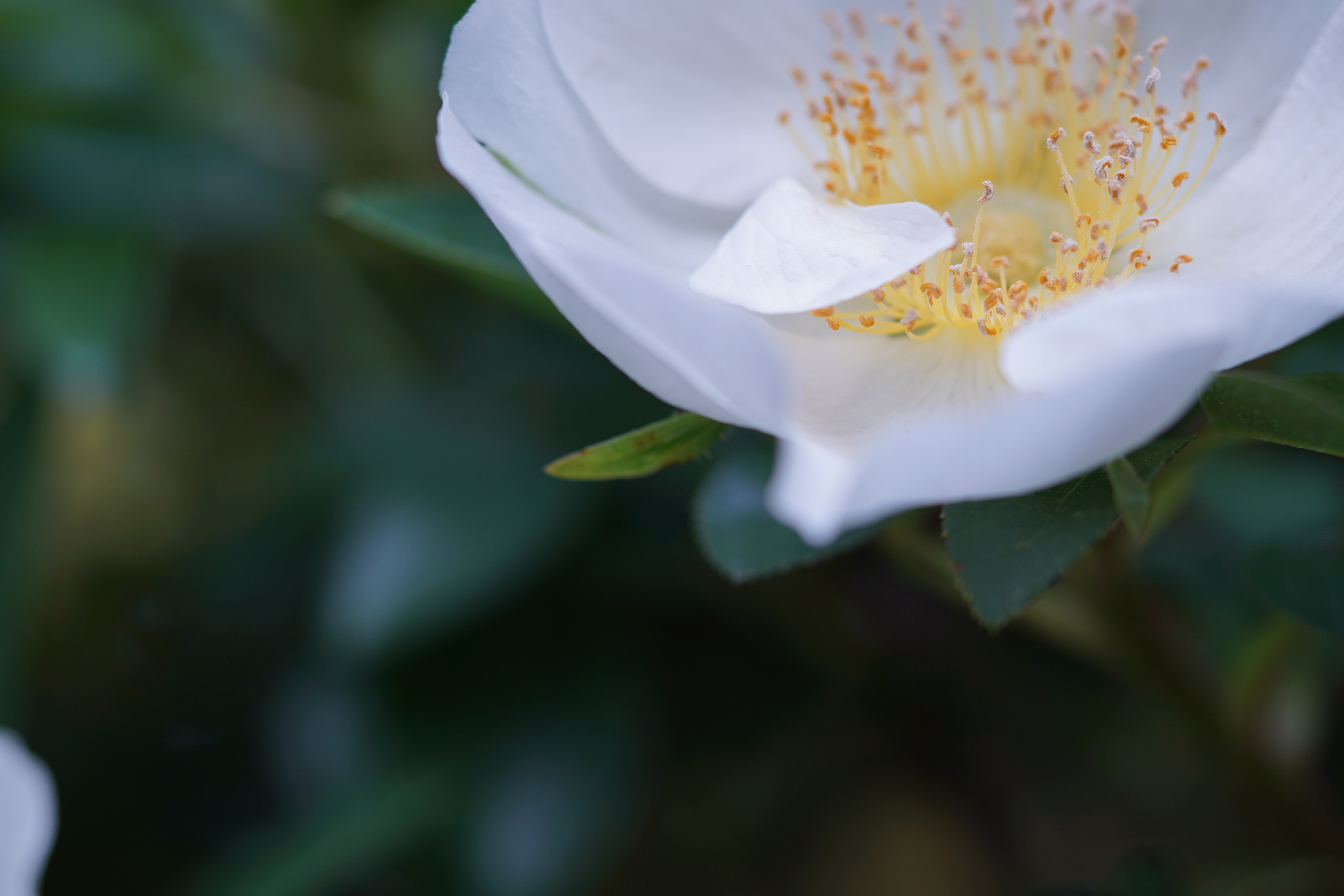 Sony a7R II + Sony FE 90mm F2.8 Macro G OSS sample photo. Loose sakura photography