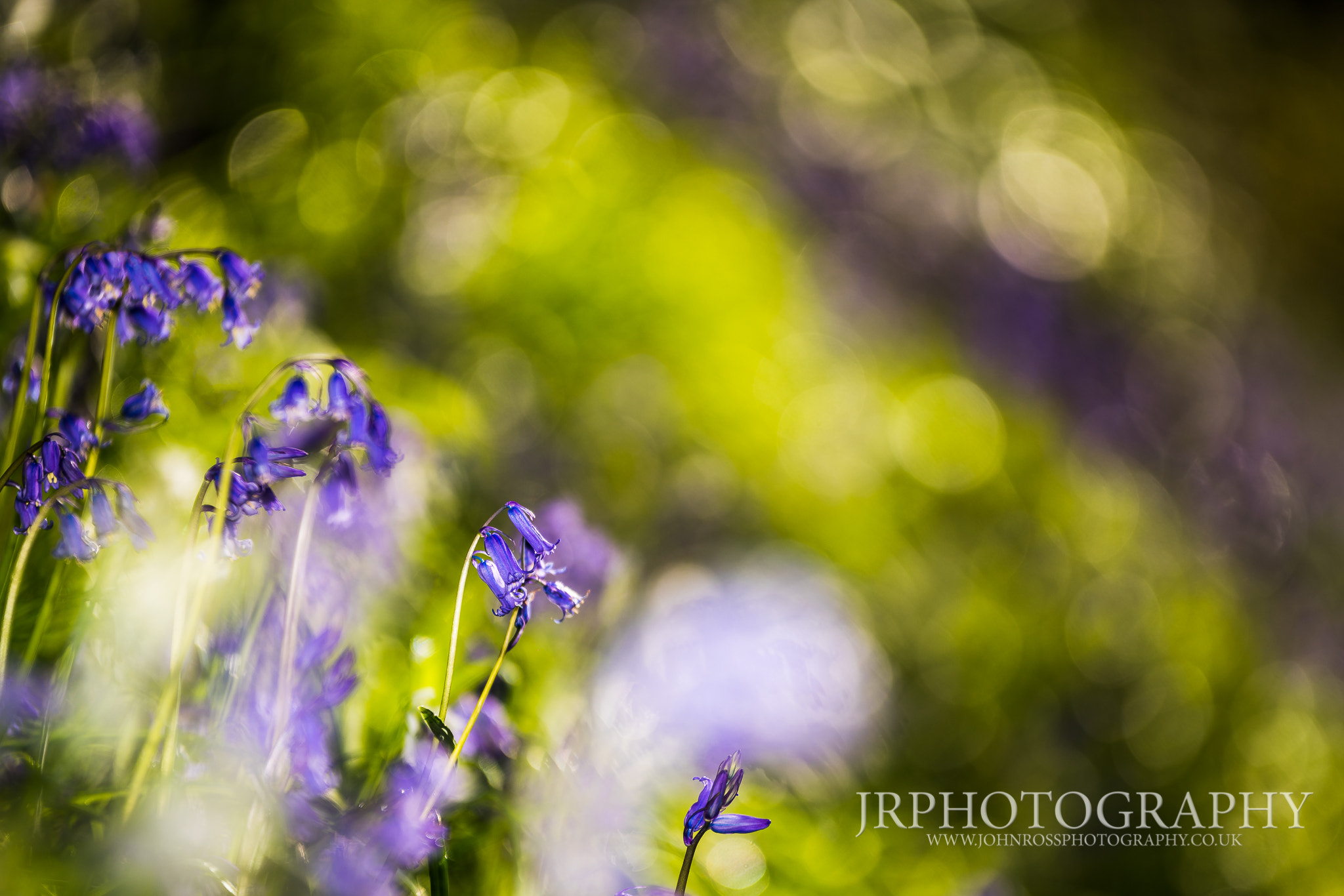 Sony a7R II + 70-200mm F2.8 sample photo. Blue bell bloom photography
