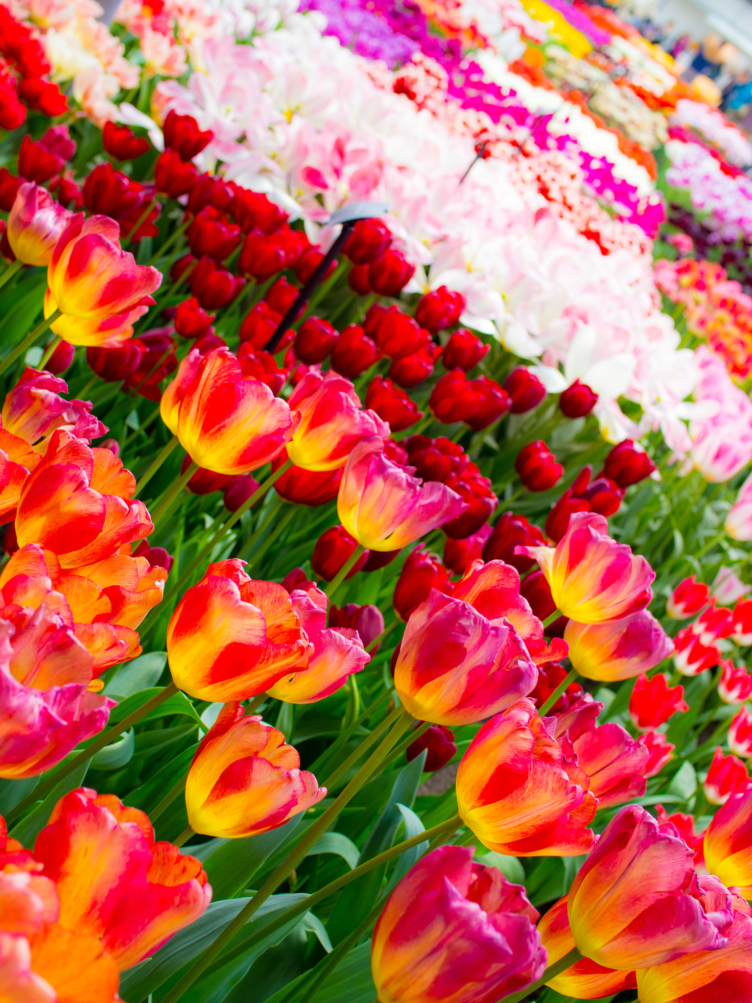 Olympus OM-D E-M5 + Olympus M.Zuiko Digital 25mm F1.8 sample photo. Keukenhof view photography