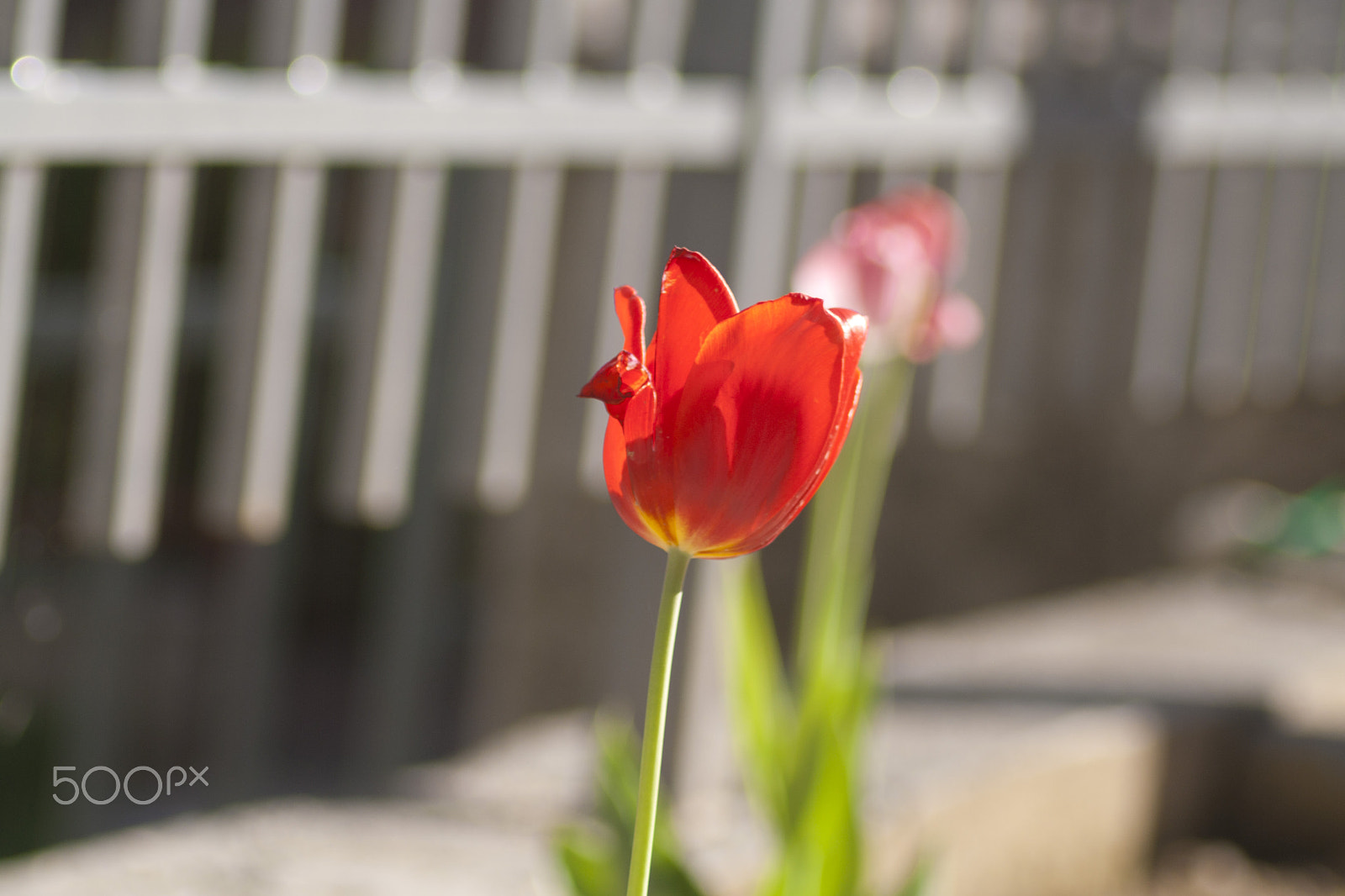 Canon EF 100-300mm f/5.6 sample photo. Red photography