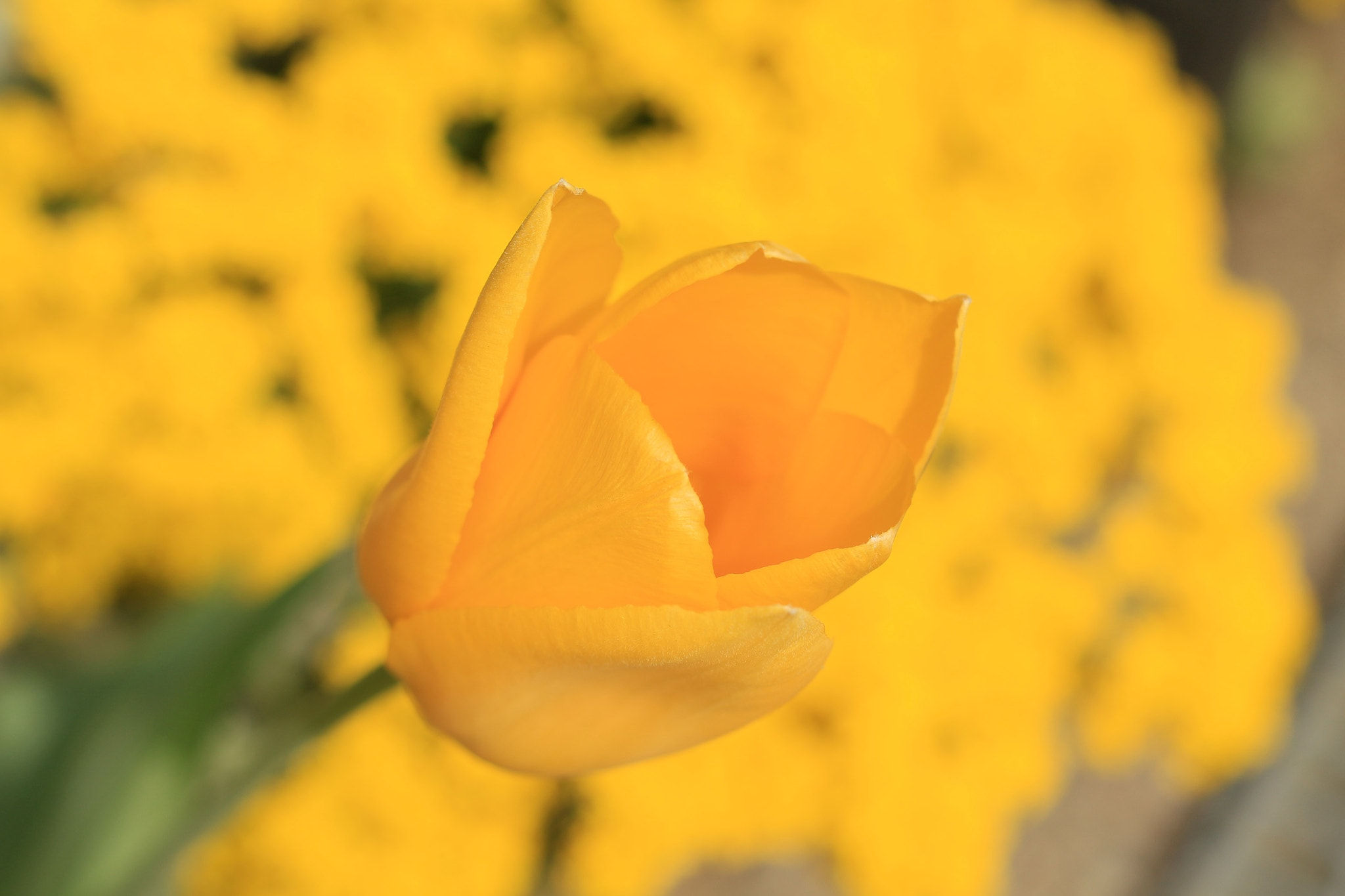 Canon EOS M + Canon EF 50mm F1.8 STM sample photo. Tulip photography