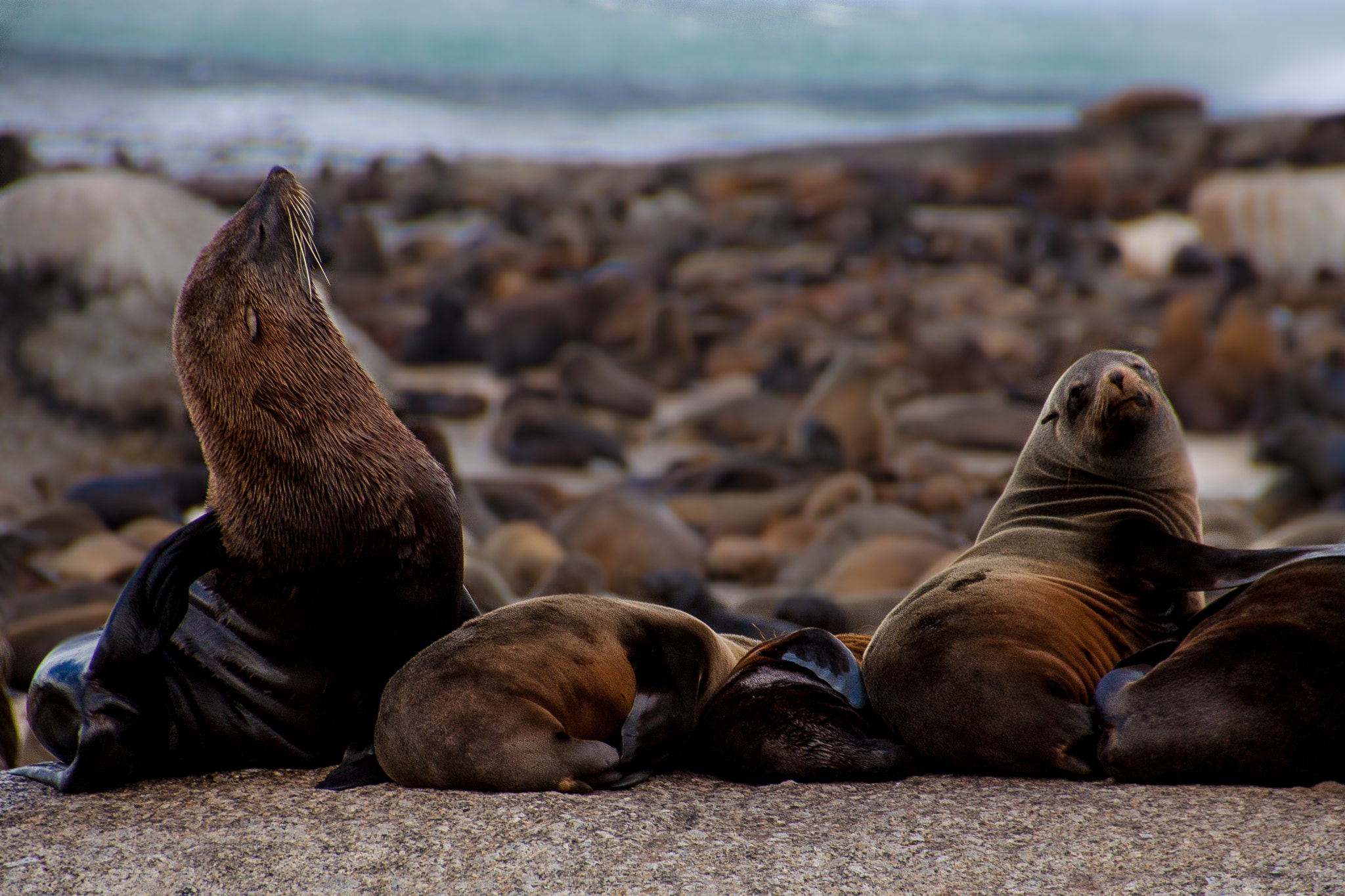 Sigma 18-250mm F3.5-6.3 DC OS HSM sample photo. Seal life photography
