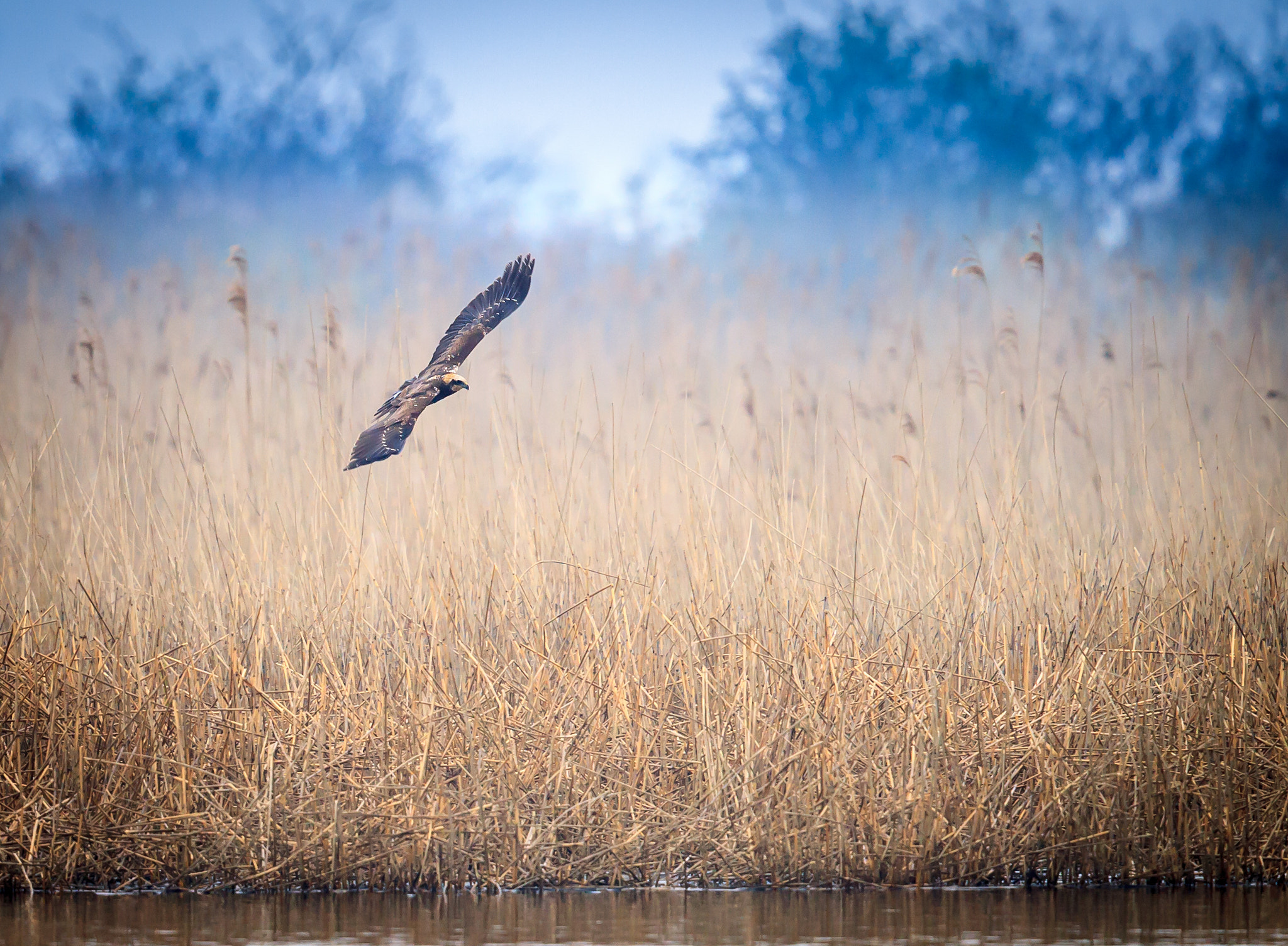 Canon EOS-1D Mark IV sample photo. Marsh harrier photography