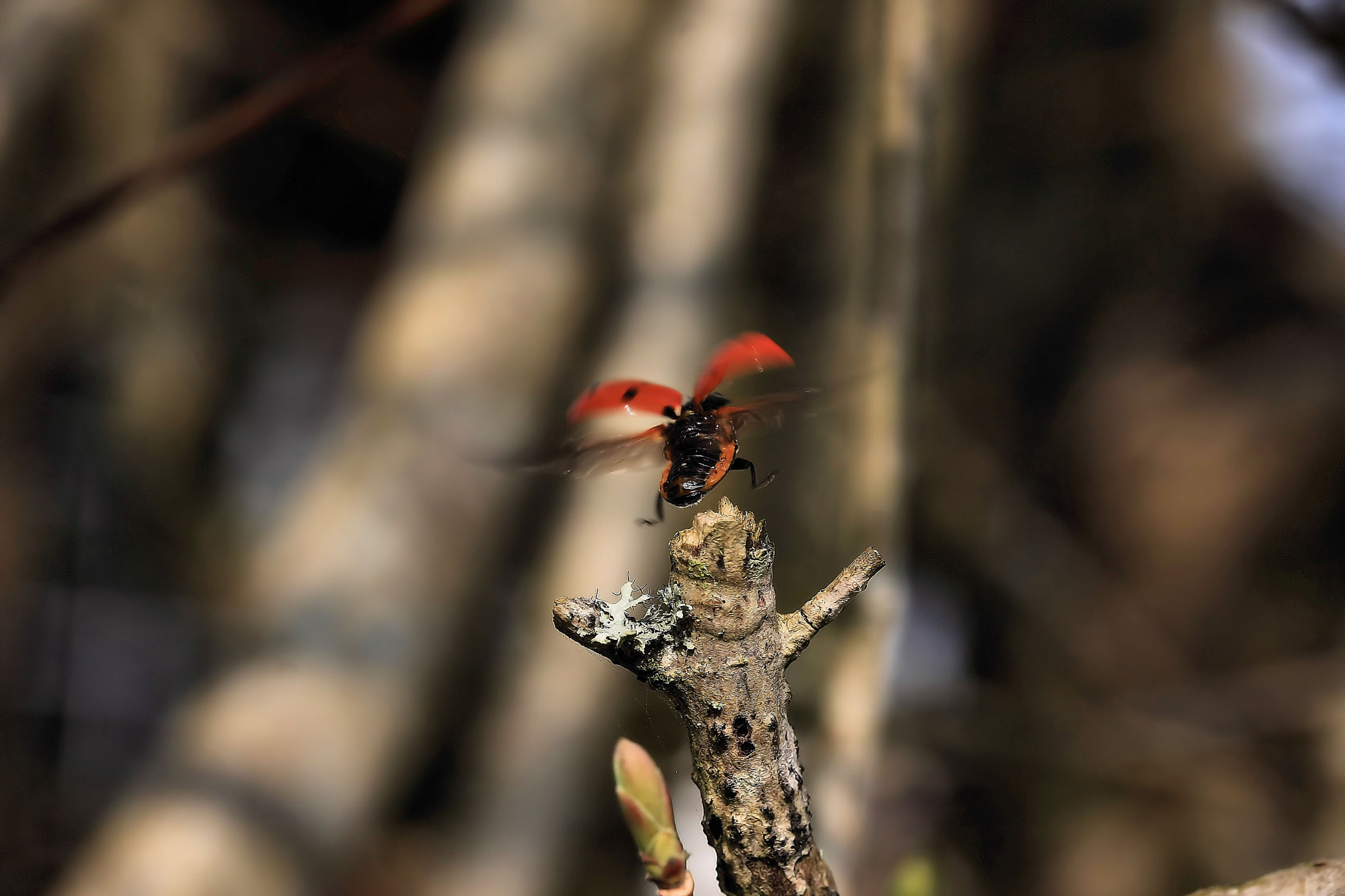Canon EF-S 60mm F2.8 Macro USM sample photo. Im out of here photography