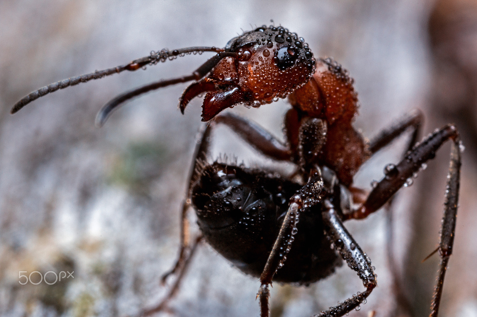 Canon MP-E 65mm F2.5 1-5x Macro Photo sample photo. The forest ant photography