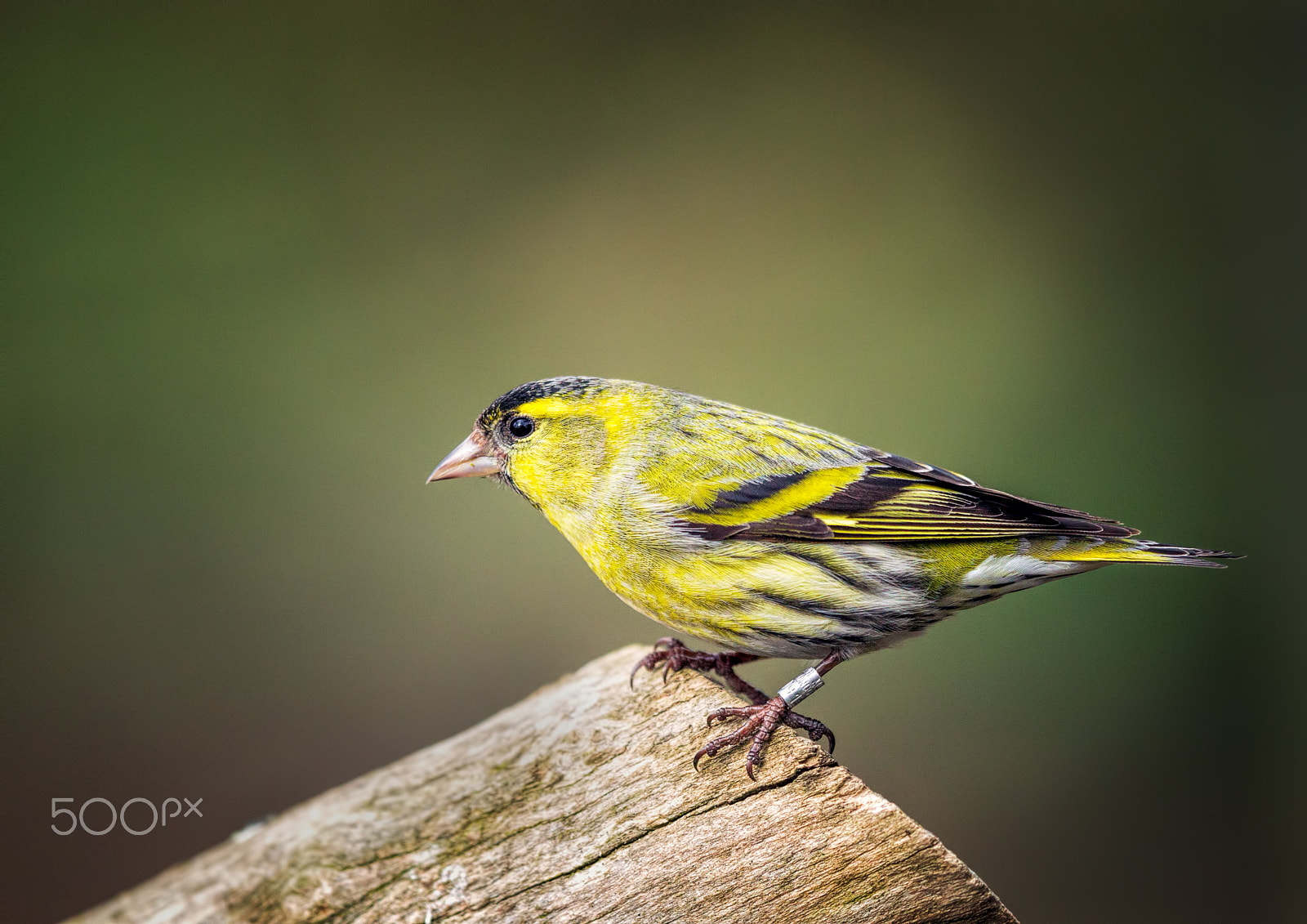 Canon EF 500mm F4L IS II USM sample photo. Siskin photography