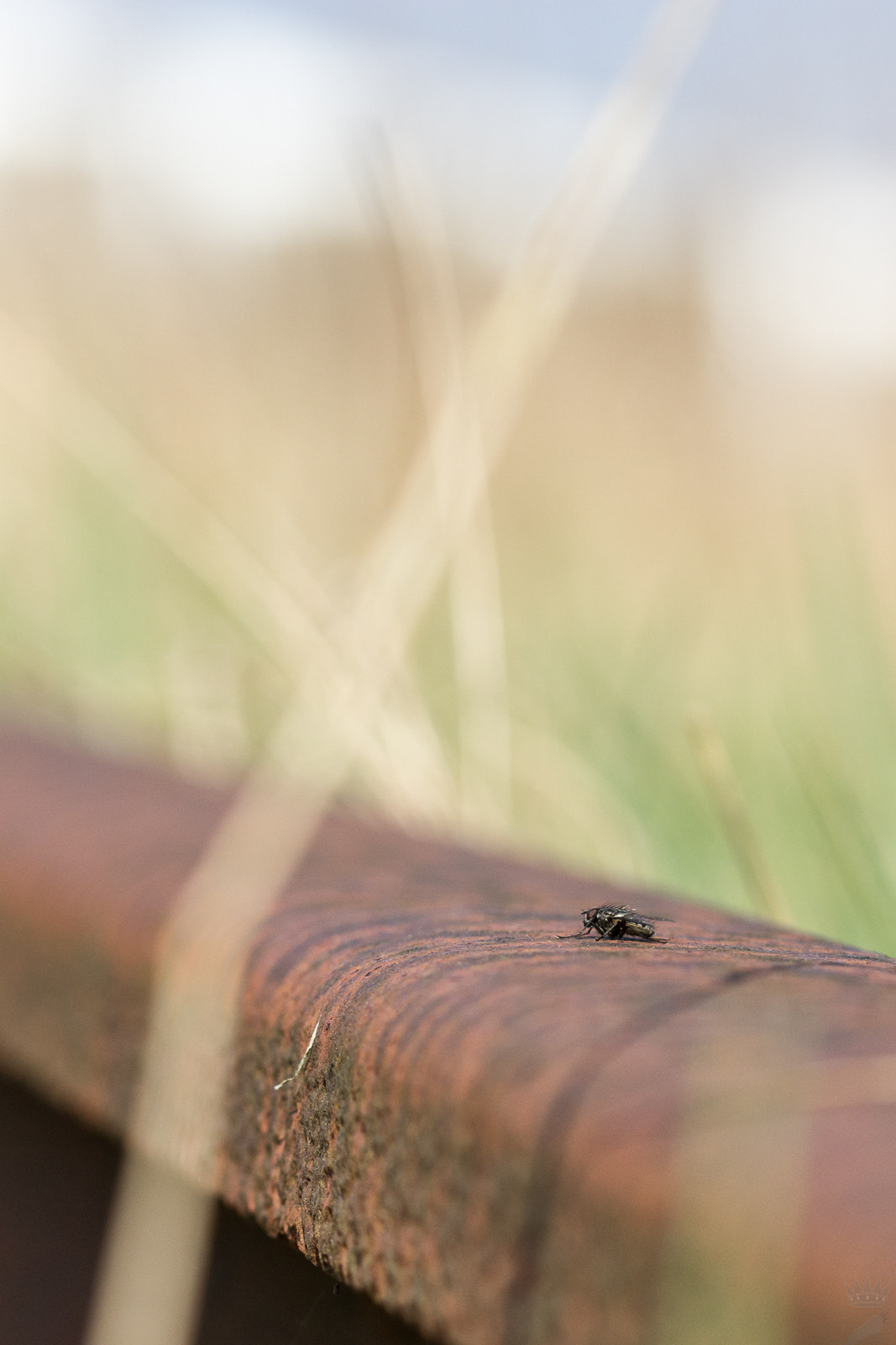 Sigma 105mm F2.8 EX DG OS HSM sample photo. 3-2-1-ignition photography