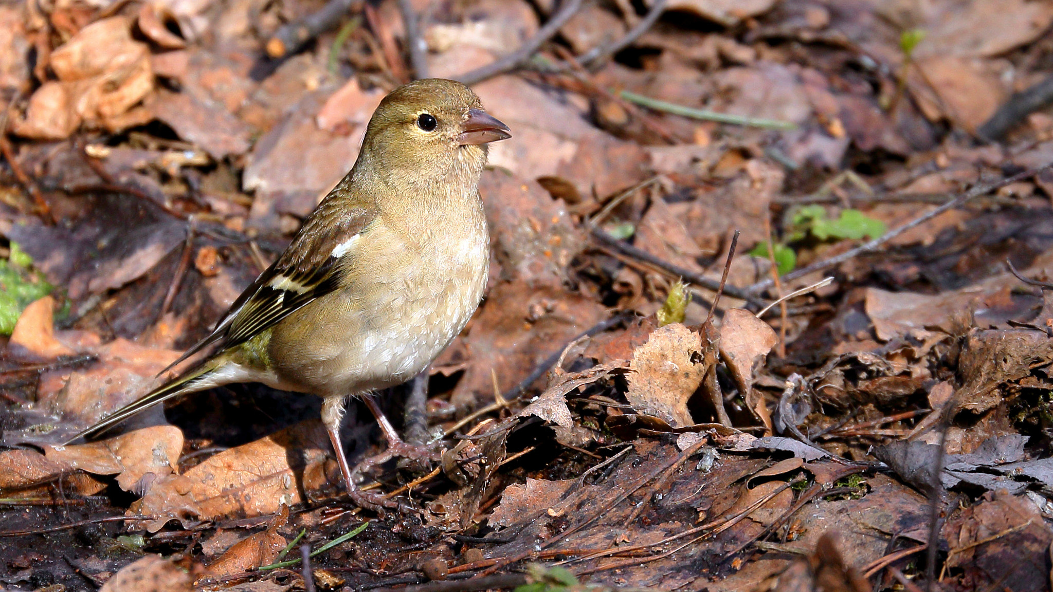 Canon EF 70-300mm F4-5.6L IS USM sample photo. European greenfinch photography