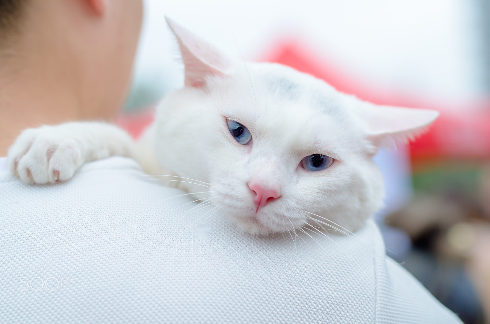 Nikon D7000 + Sigma 50mm F1.4 DG HSM Art sample photo. White cat photography