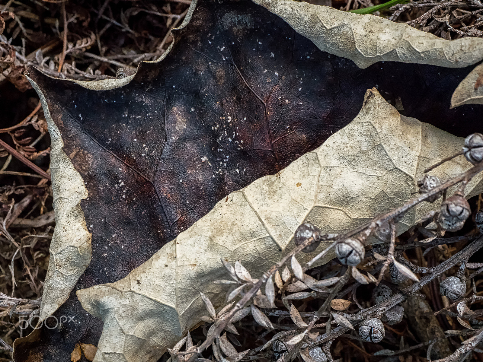 Panasonic Leica DG Macro-Elmarit 45mm F2.8 ASPH OIS sample photo. Fallen photography
