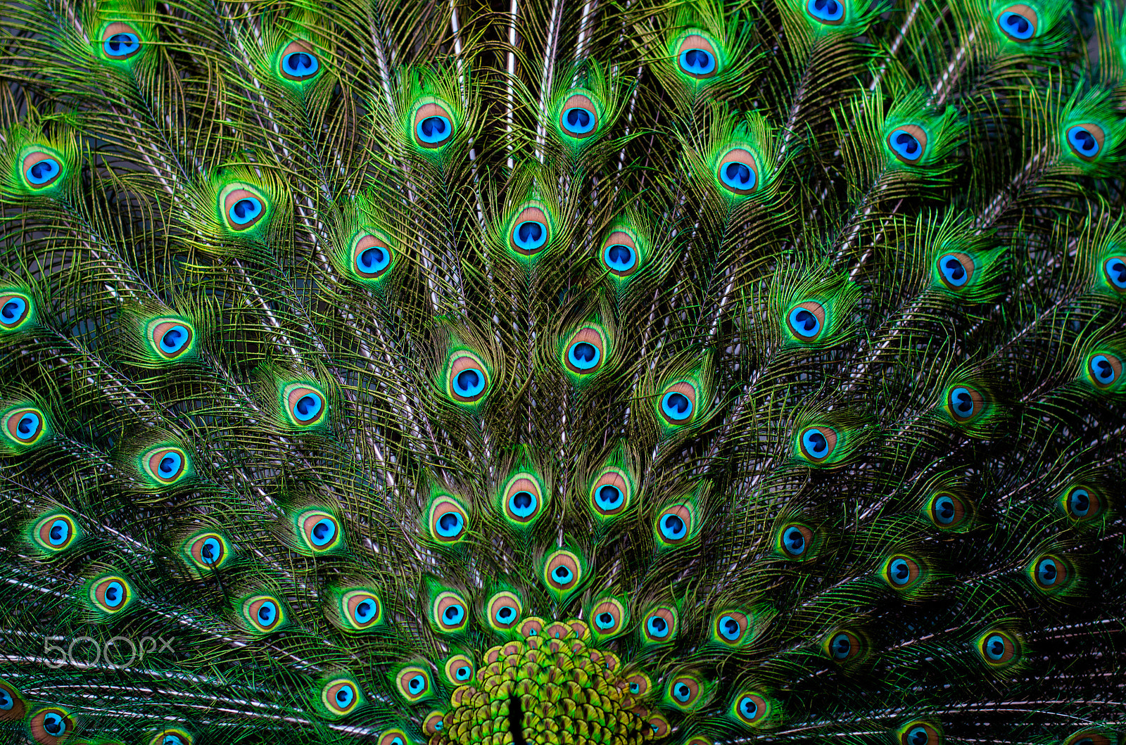 Nikon D7000 + Sigma 50mm F1.4 DG HSM Art sample photo. Peacock photography