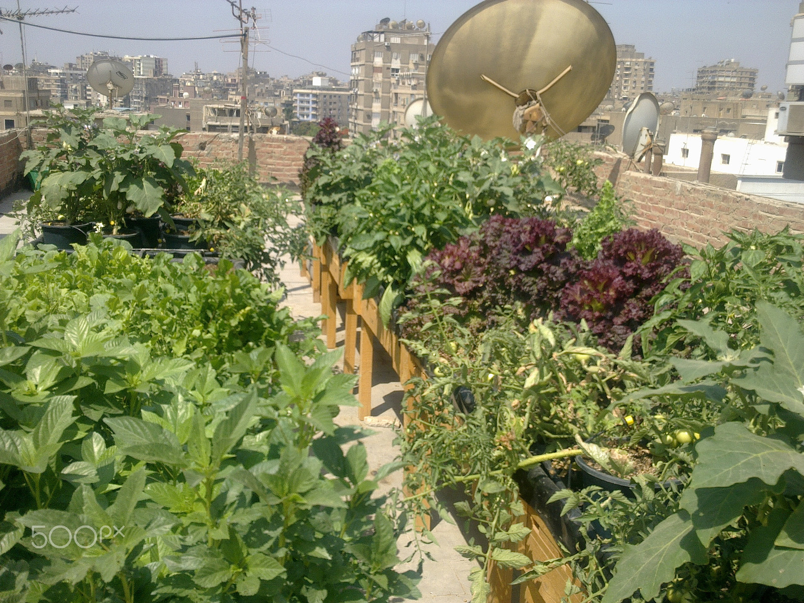 Nokia E72-1 sample photo. Roof garden photography