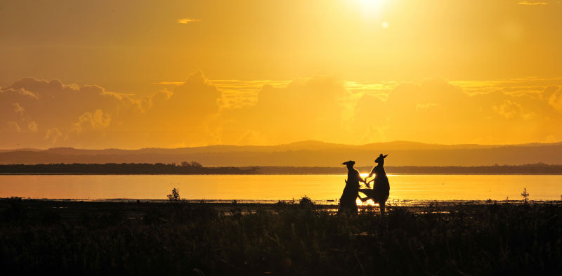 Nikon D3X sample photo. 澳洲海滩上清晨上演了一个袋鼠大战。 photography