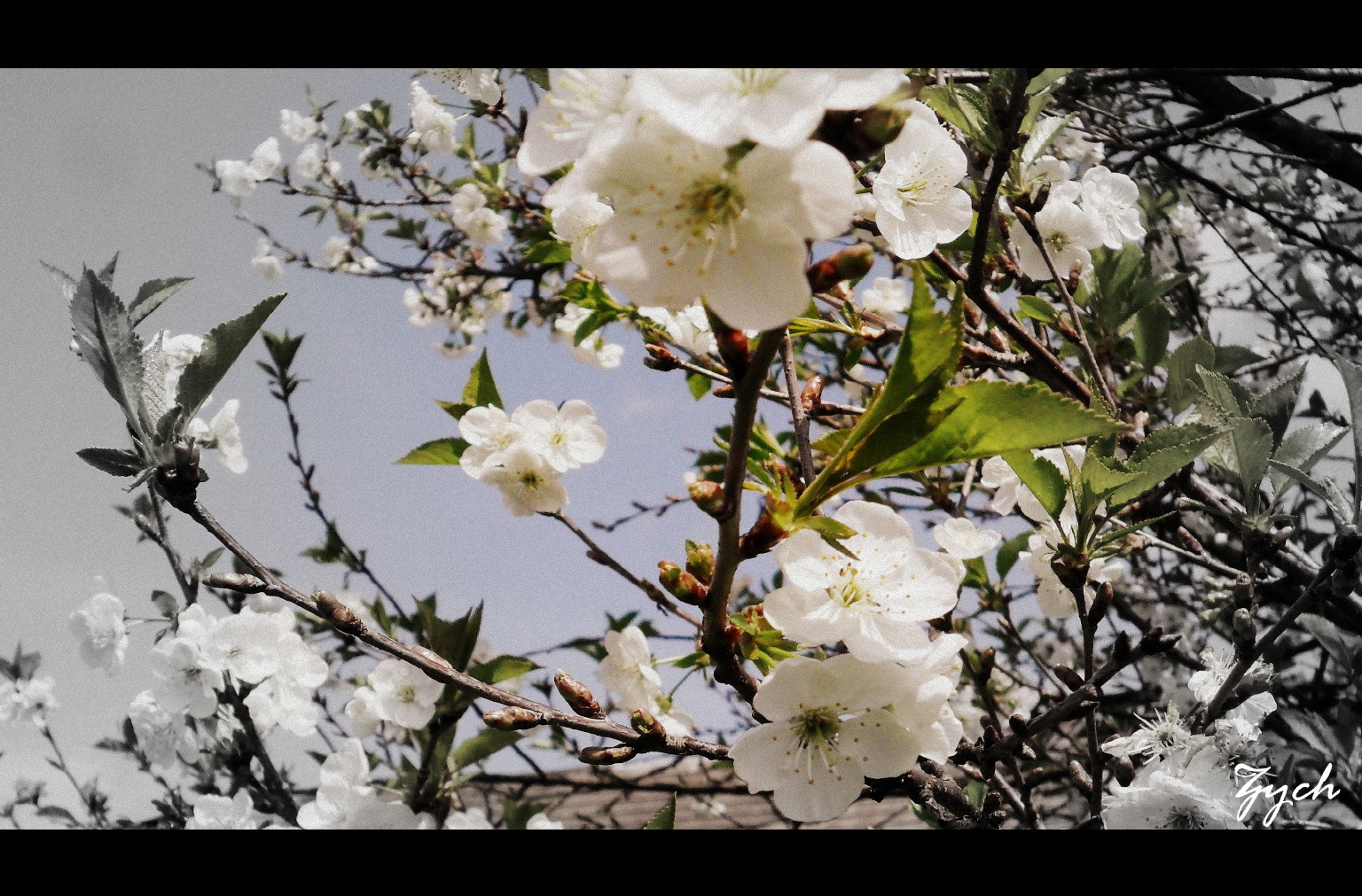 Samsung ES70, ES71 / VLUU ES70, ES71 /  SL600 sample photo. ;) photography