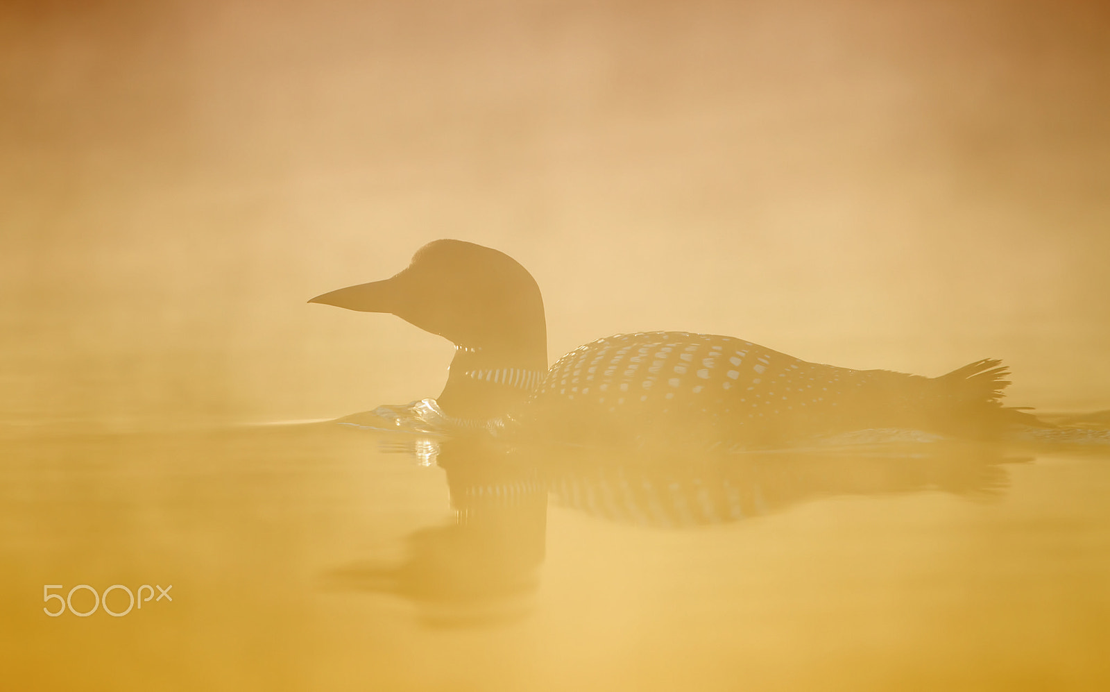 Canon EOS 7D + Canon EF 300mm F2.8L IS II USM sample photo. Golden mist loon photography