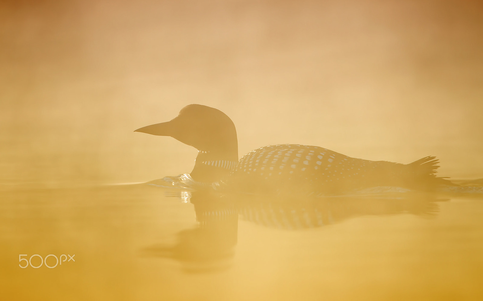 Canon EF 300mm F2.8L IS II USM sample photo. Golden mist loon photography