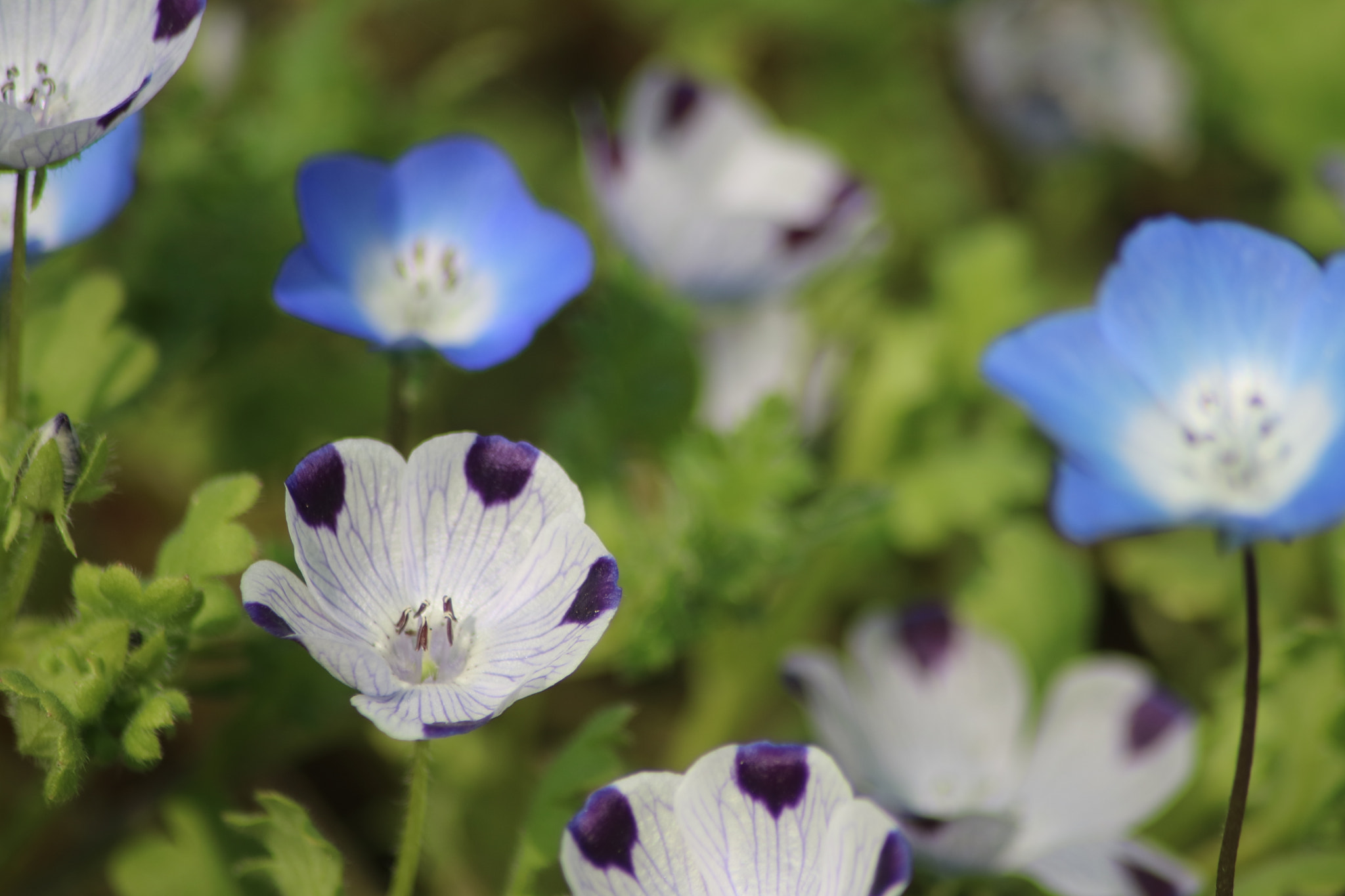 Sigma 70-300mm F4-5.6 APO DG Macro sample photo. Nemophila photography
