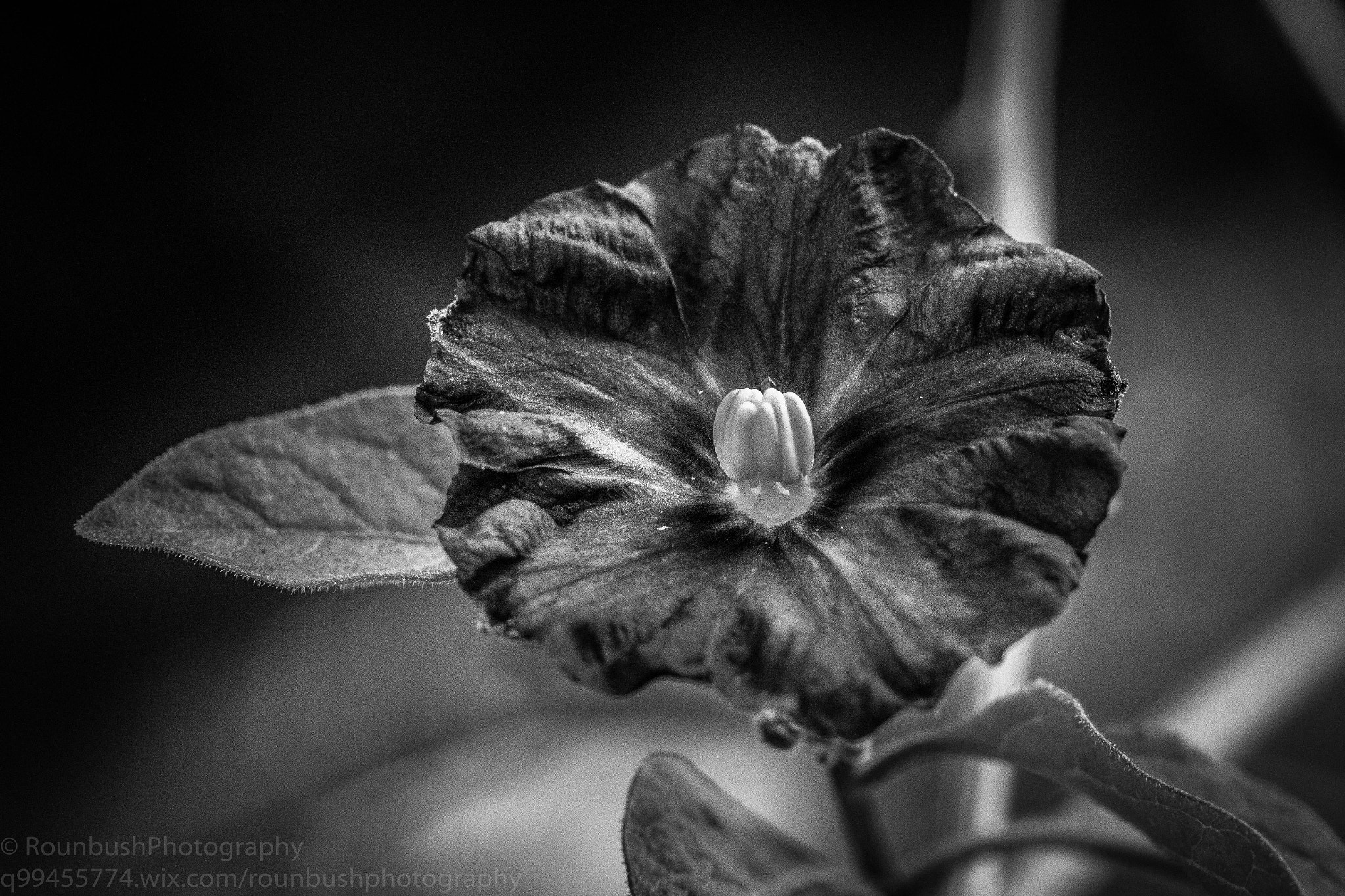 Canon EOS 550D (EOS Rebel T2i / EOS Kiss X4) + Canon EF-S 60mm F2.8 Macro USM sample photo. Black and white flower, 550d/lightroom cc photography