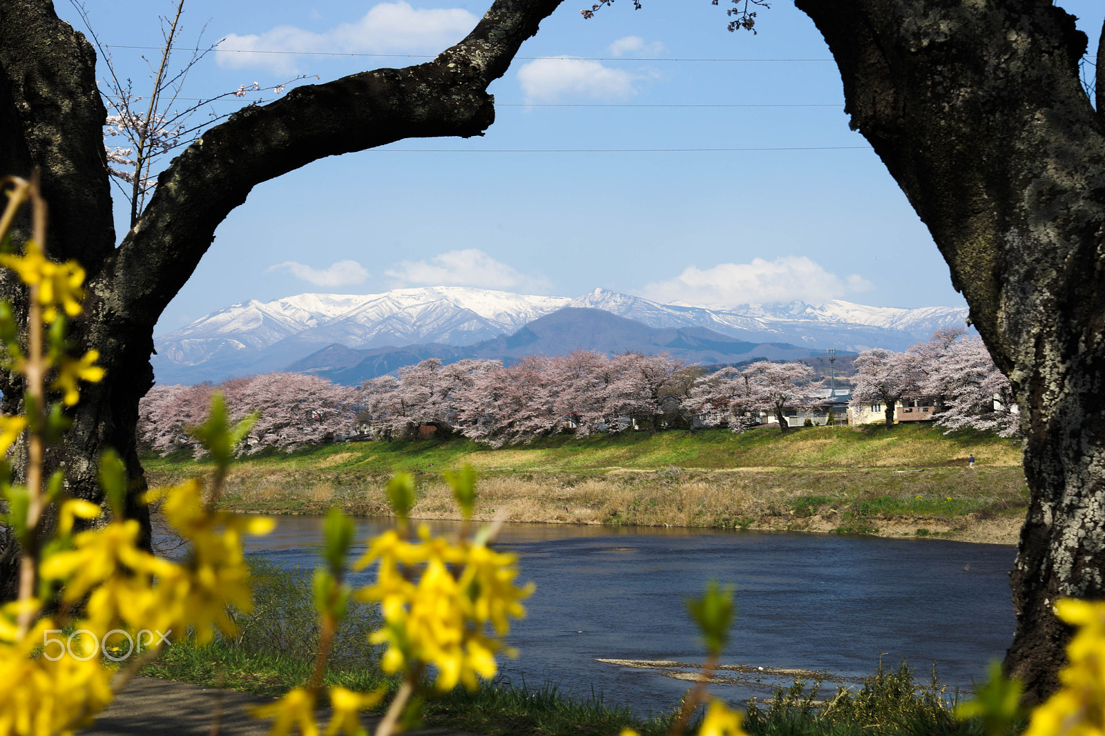 Sony a99 II + Minolta AF 28-70mm F2.8 G sample photo. Cherry blossom with zao mountain in japan photography