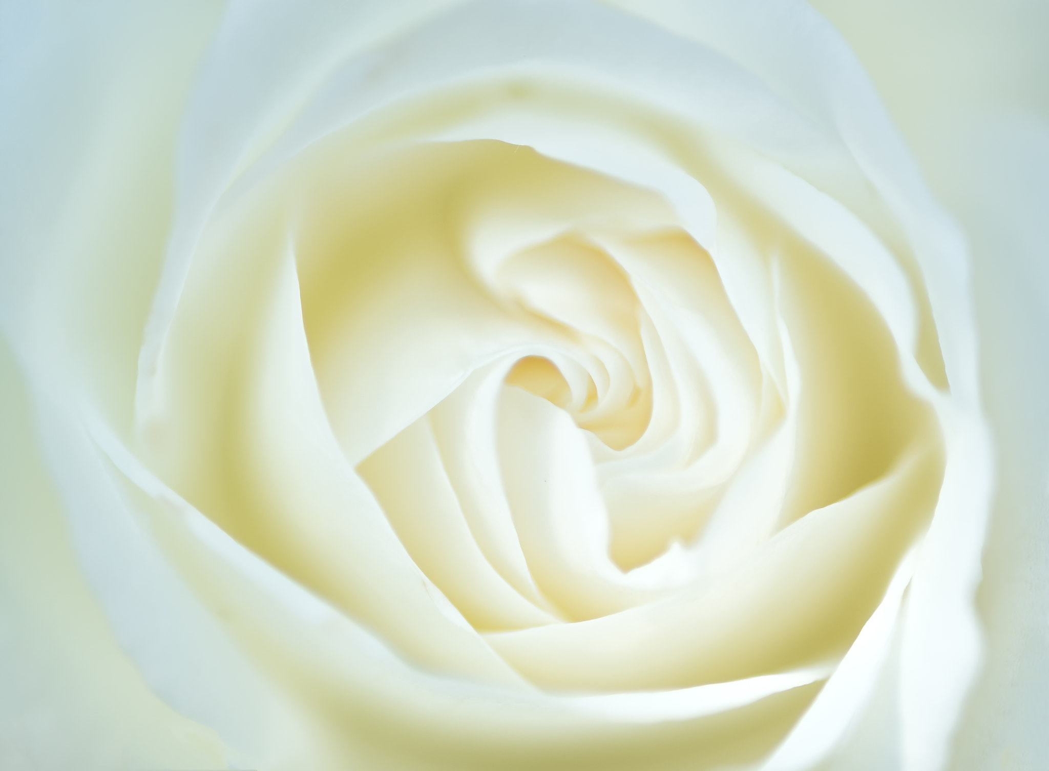 Sony a99 II + Minolta AF 100mm F2.8 Macro [New] sample photo. White rose photography