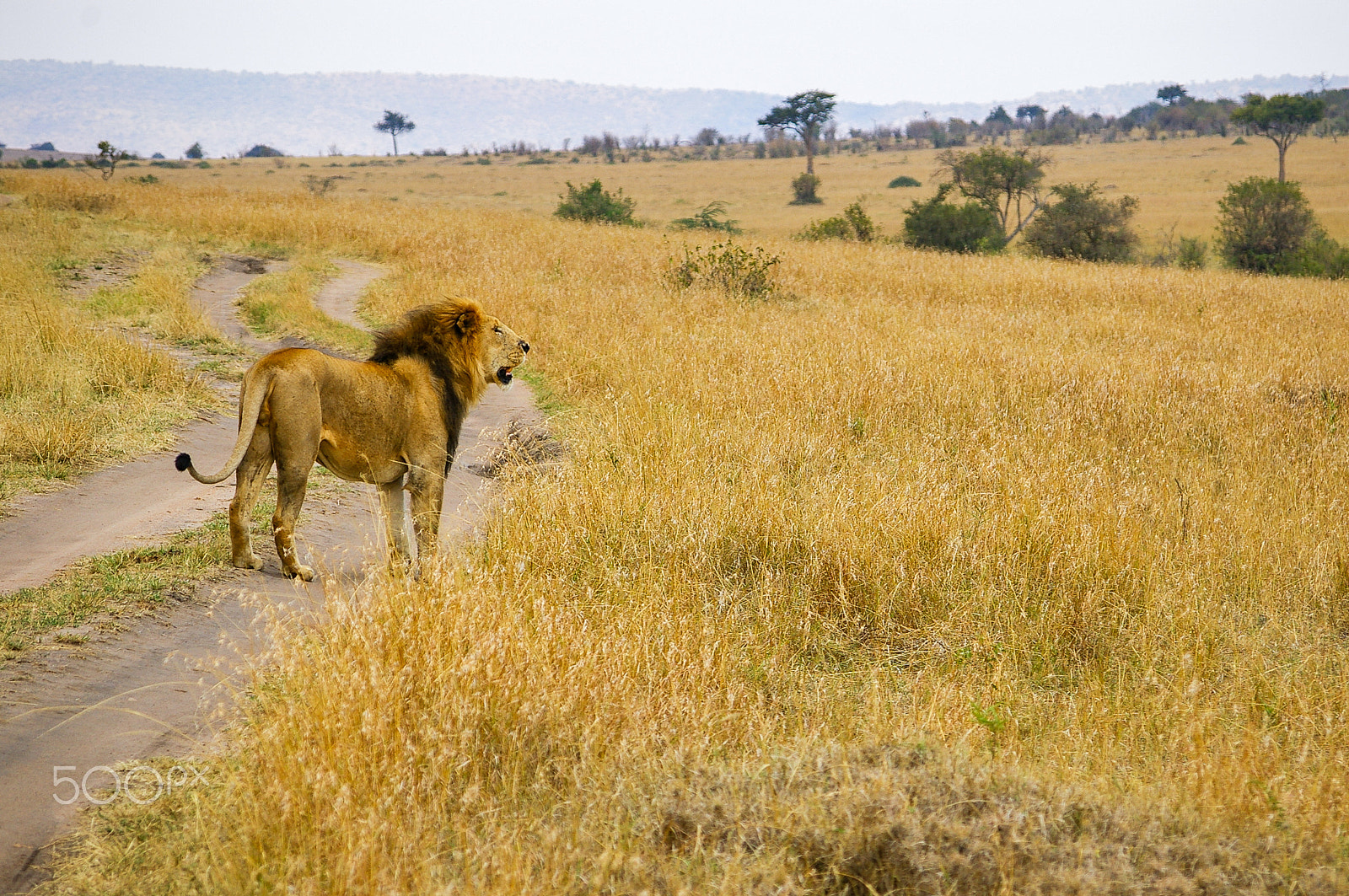 Pentax K100D + Pentax smc DA 50-200mm F4-5.6 ED sample photo. A male lion in kenya's maasai mara photography