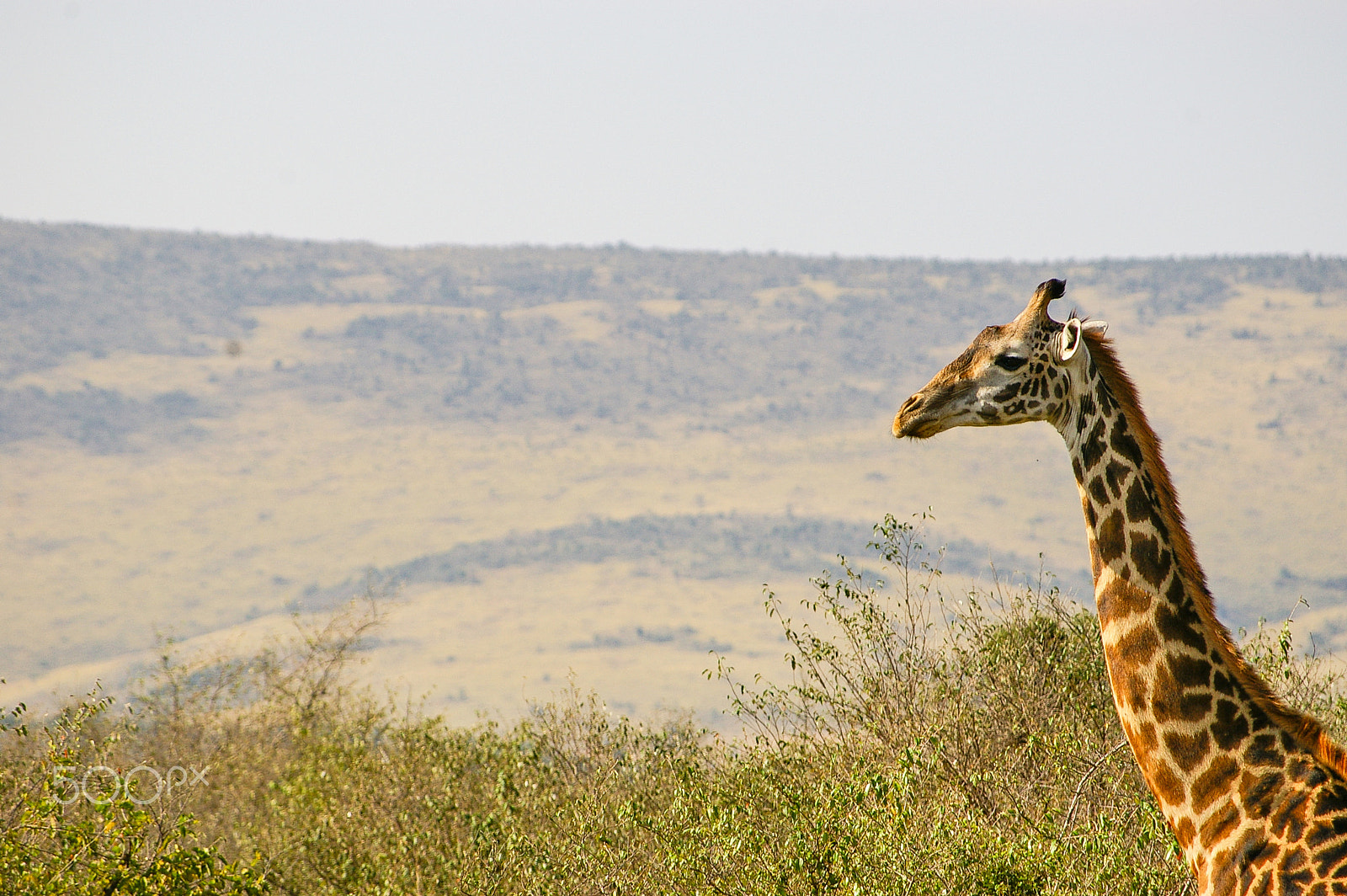 Pentax K100D + Pentax smc DA 50-200mm F4-5.6 ED sample photo. A giraffe in kenya's maasai mara photography