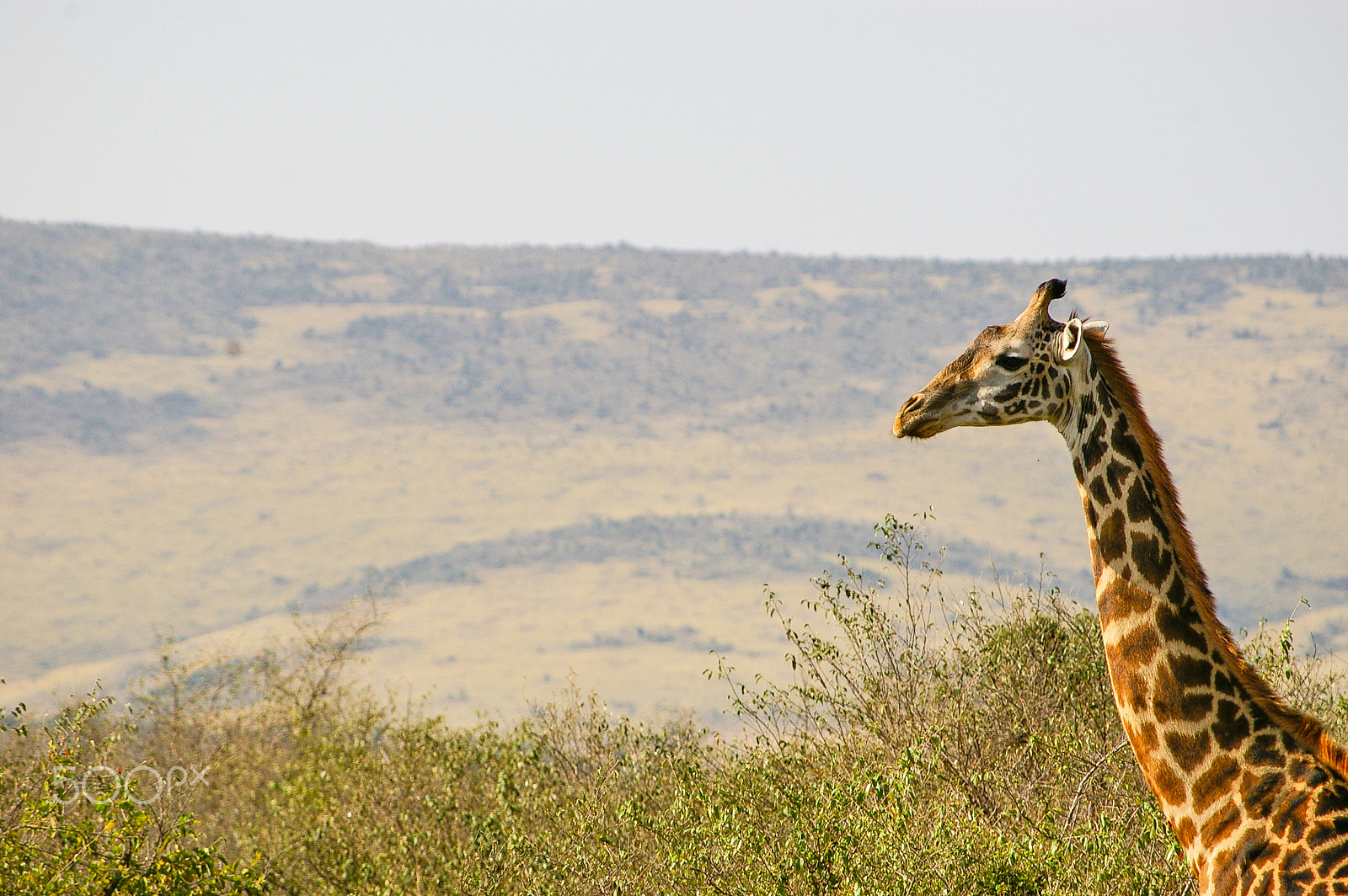 Pentax smc DA 50-200mm F4-5.6 ED sample photo. A giraffe in kenya's maasai mara photography