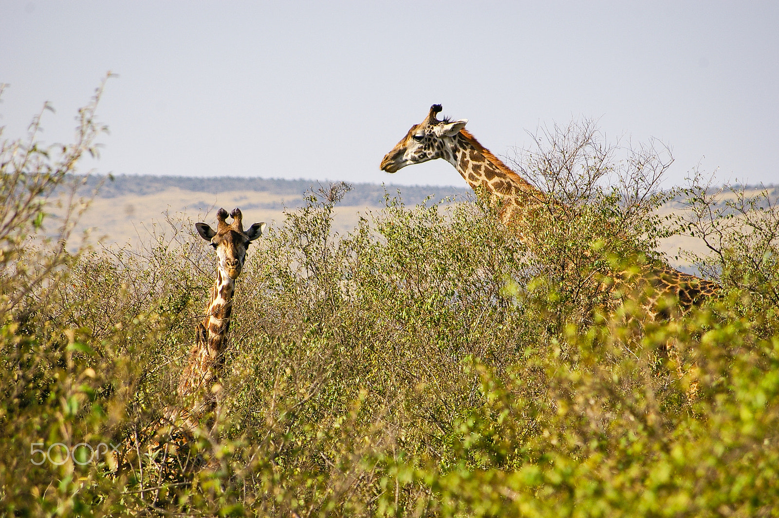 Pentax K100D + Pentax smc DA 50-200mm F4-5.6 ED sample photo. Giraffe in kenya's maasai mara photography
