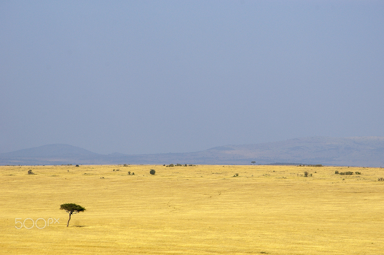 Pentax K100D + Pentax smc DA 50-200mm F4-5.6 ED sample photo. Baobab tree in kenya's maasai mara photography