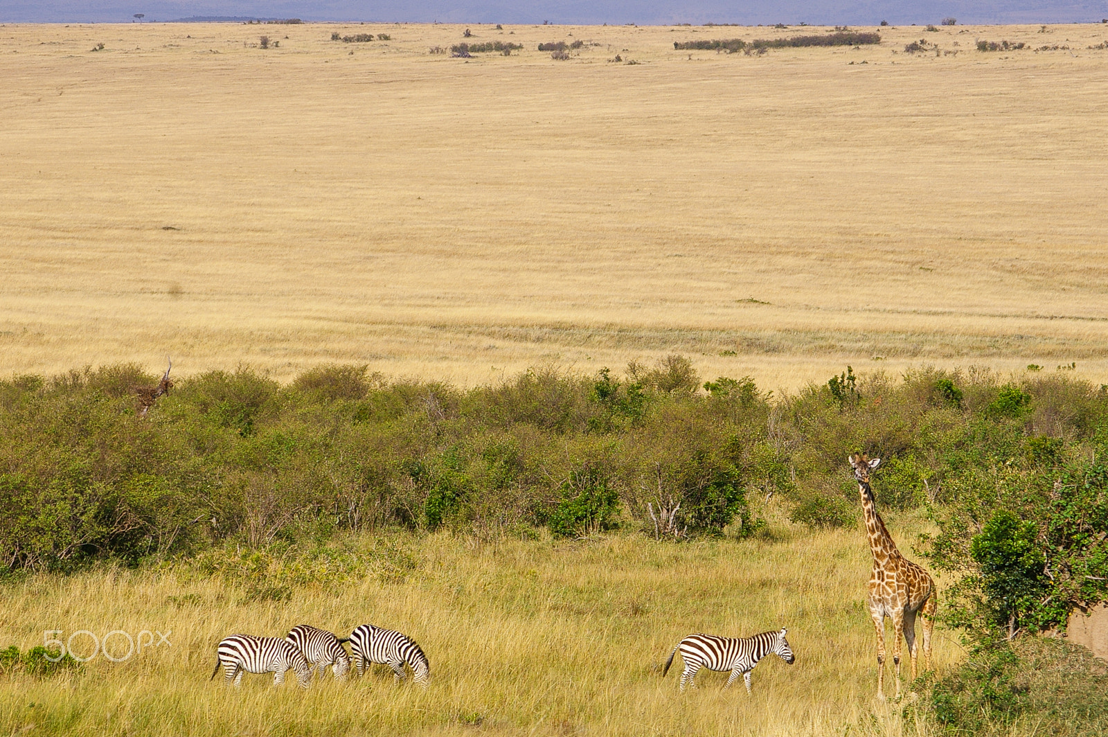 Pentax K100D + Pentax smc DA 50-200mm F4-5.6 ED sample photo. Zebras and giraffes in the maasai mara photography