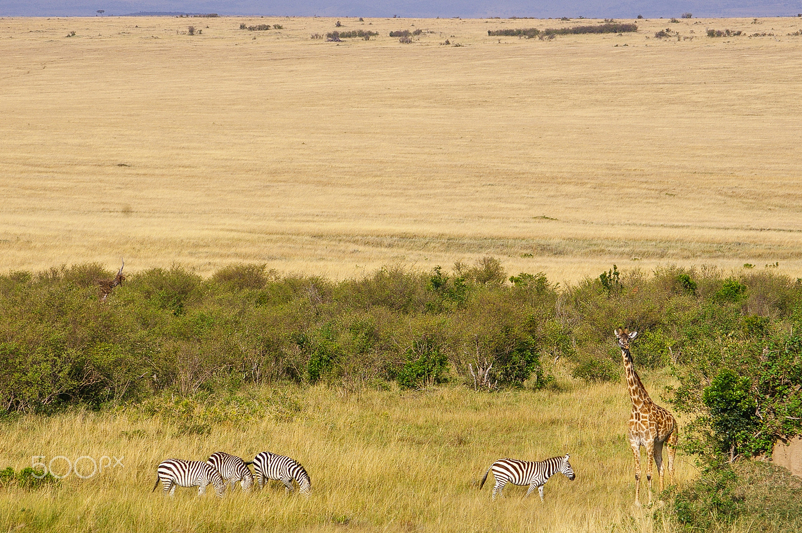 Pentax smc DA 50-200mm F4-5.6 ED sample photo. Zebras and giraffes in the maasai mara photography