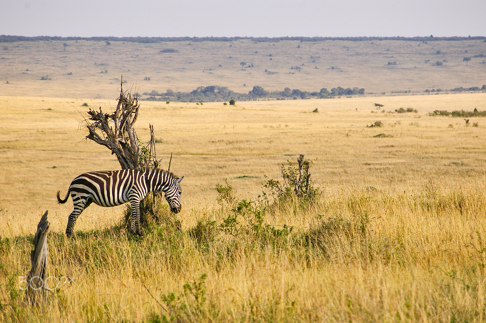 Pentax K100D + Pentax smc DA 50-200mm F4-5.6 ED sample photo. Single zebra watching over the maasai mara photography