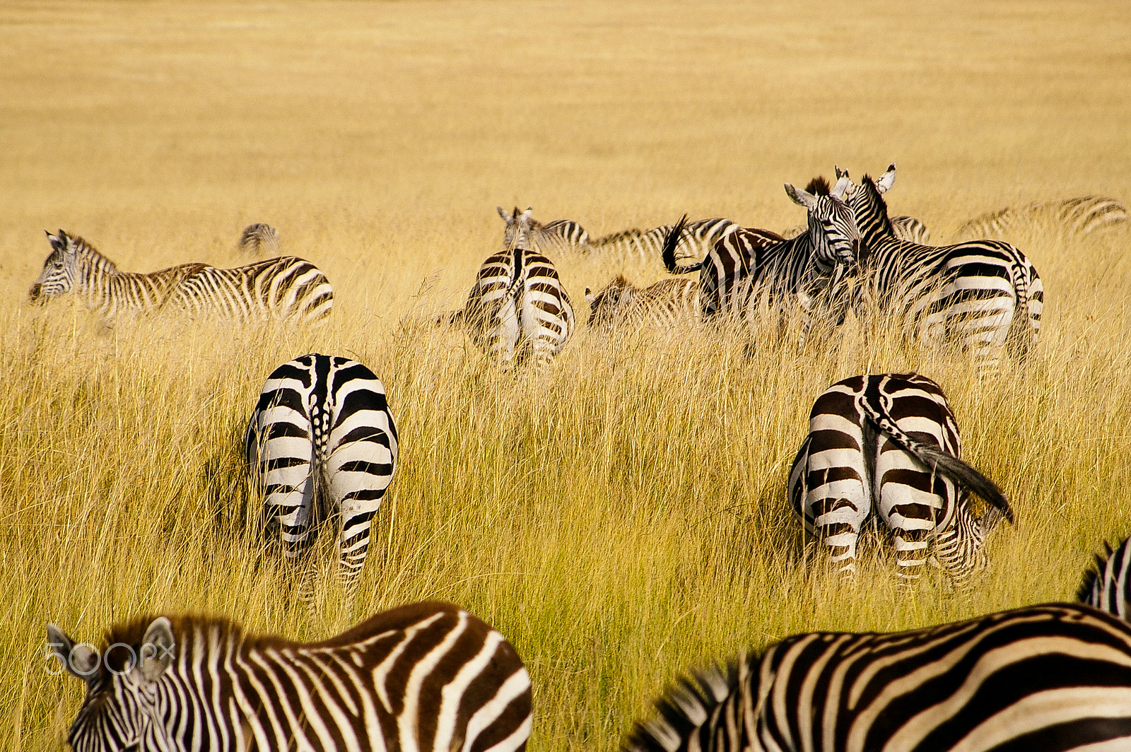 Pentax K100D + Pentax smc DA 50-200mm F4-5.6 ED sample photo. Heard of zebra in the maasai mara photography