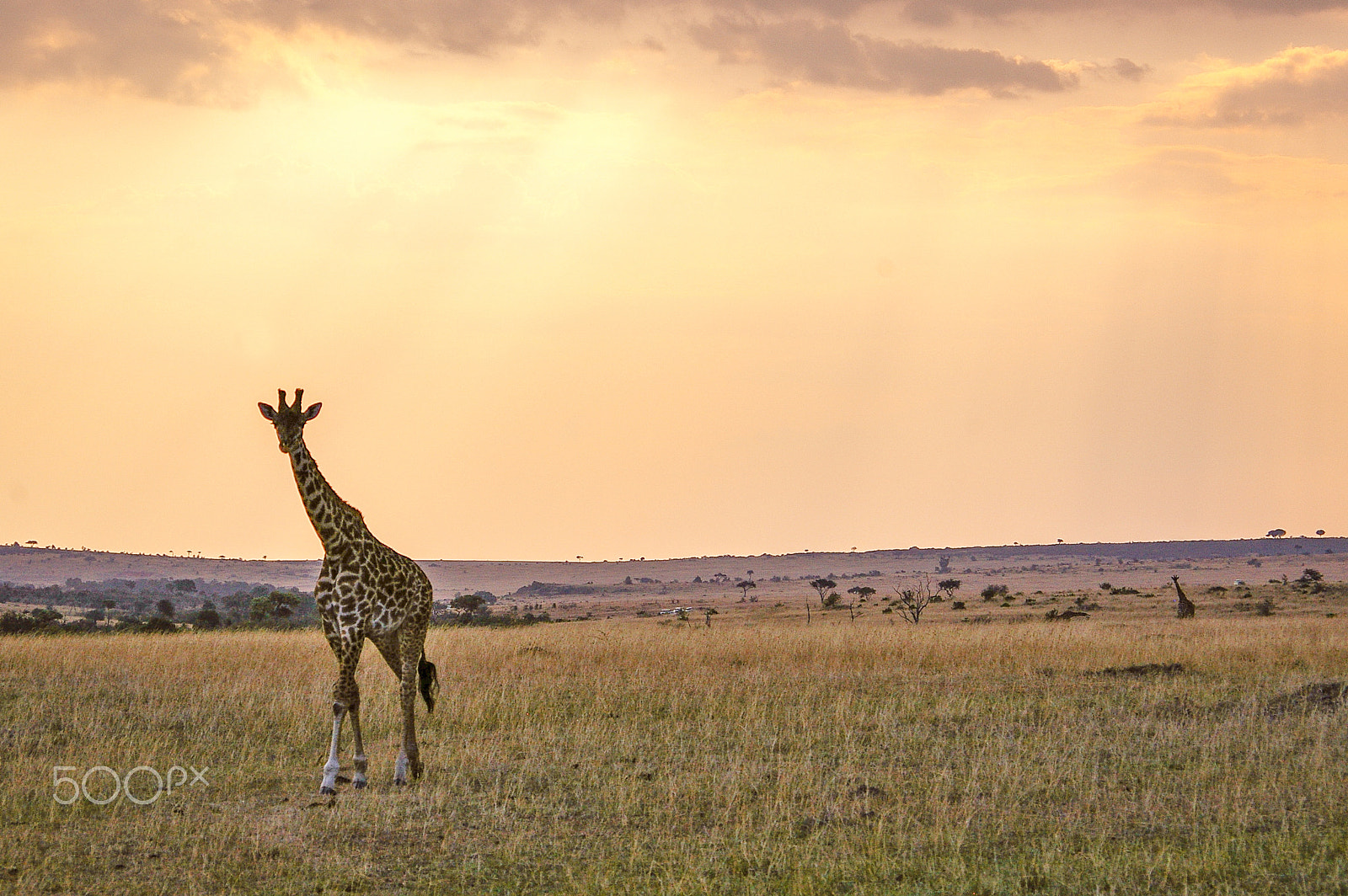 Pentax K100D + Pentax smc DA 50-200mm F4-5.6 ED sample photo. Giraffe at sunset in the maasai mara photography