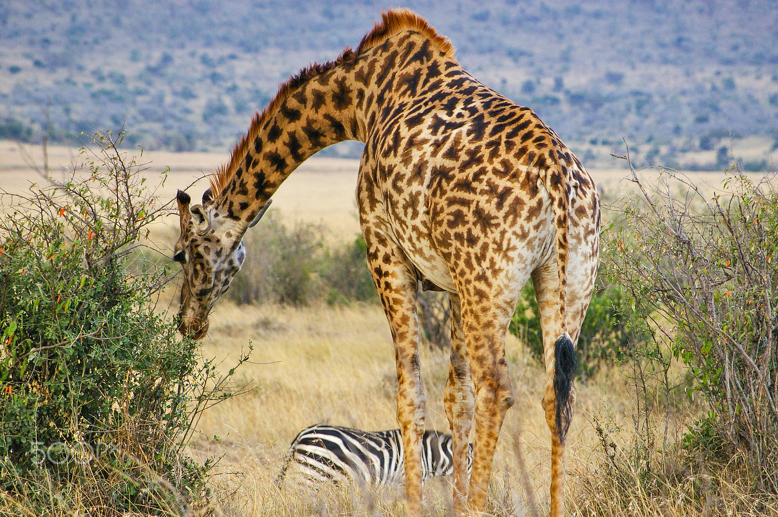 Pentax K100D + Pentax smc DA 50-200mm F4-5.6 ED sample photo. Giraffe and zebra in the maasai mara photography