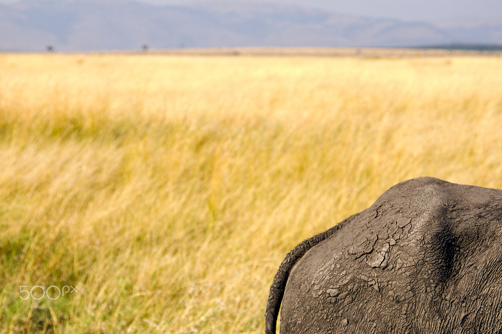 Pentax K100D + Pentax smc DA 50-200mm F4-5.6 ED sample photo. A wildebeests' backside photography