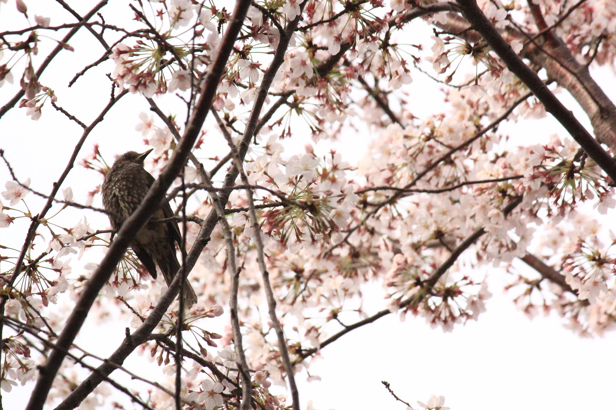 Canon EOS 550D (EOS Rebel T2i / EOS Kiss X4) sample photo. A bird on sakura tree photography